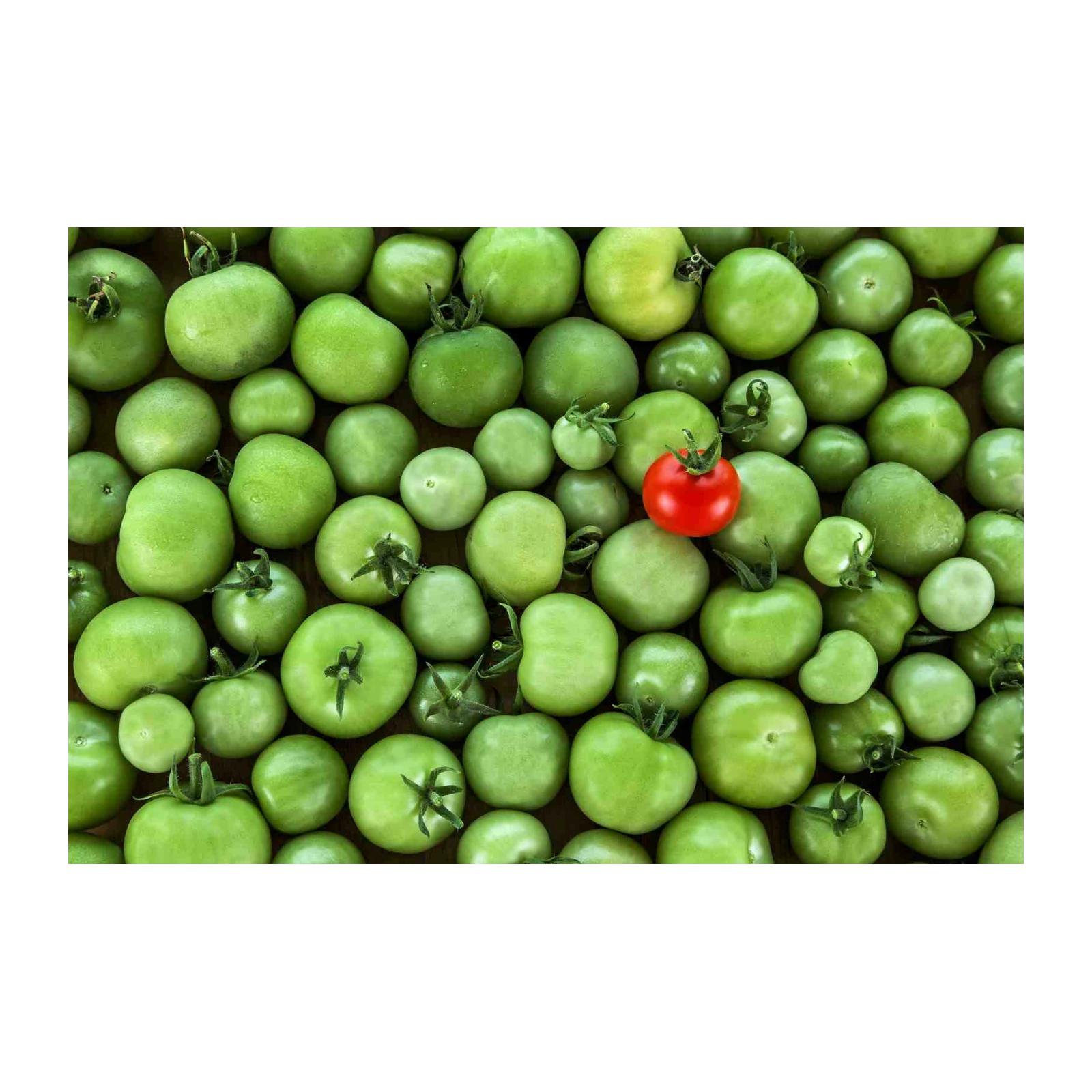 Vibrant Green Tomatoes with a Red Pop Wall Art