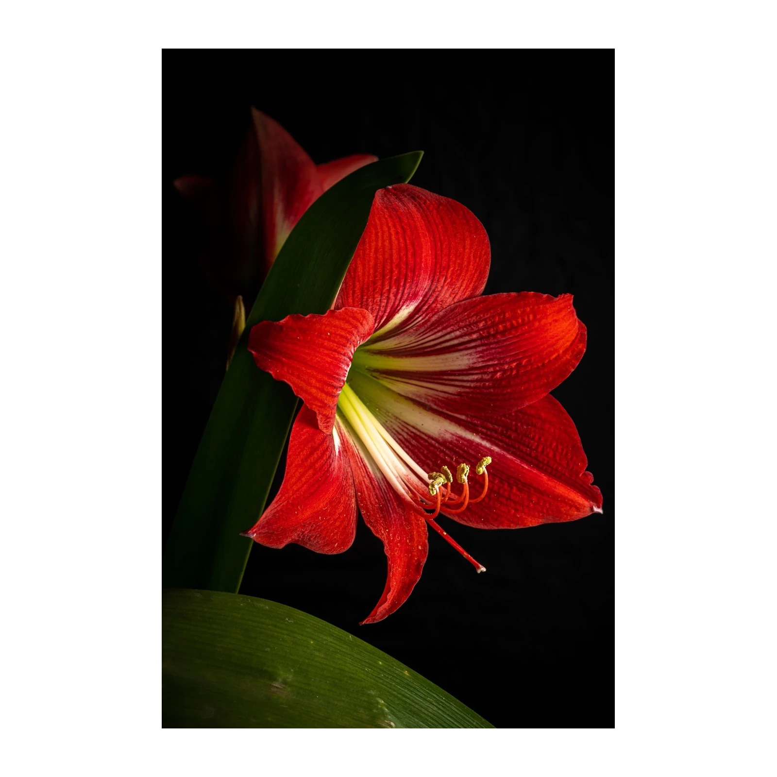 Vibrant Red Amaryllis Floral Wall Art