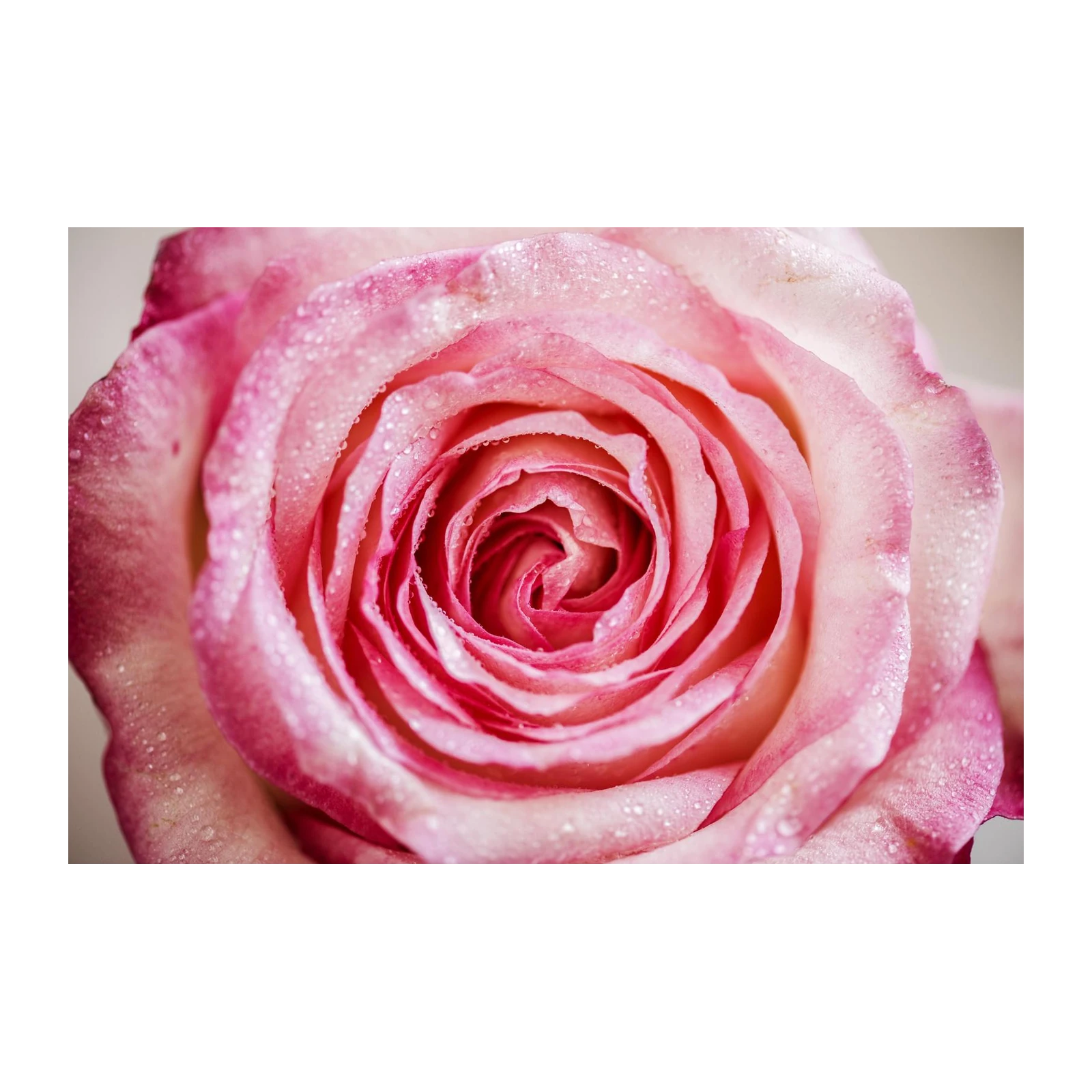 Dewy Pink Rose Close-Up Wall Art