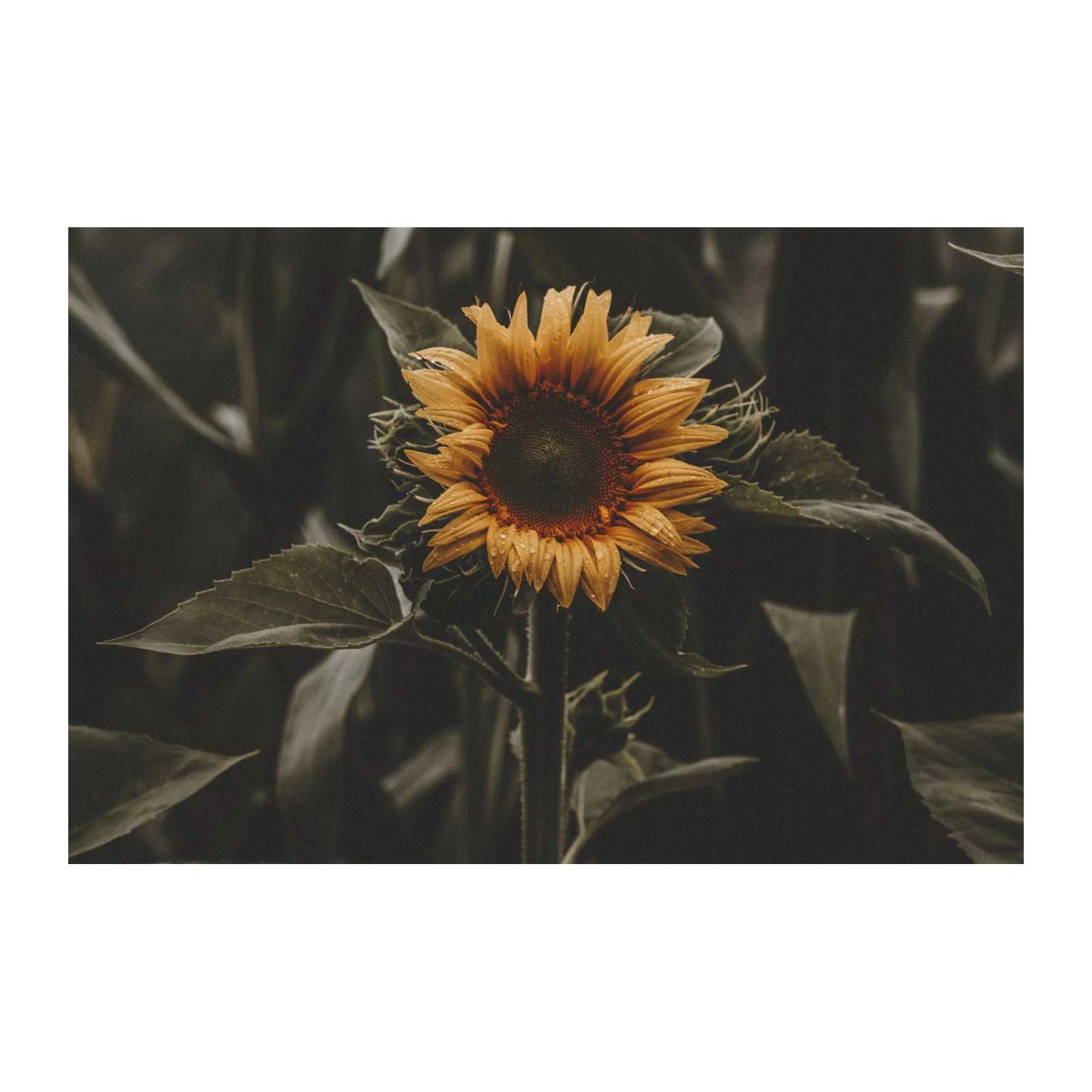 Moody Sunflower Close-Up Wall Art