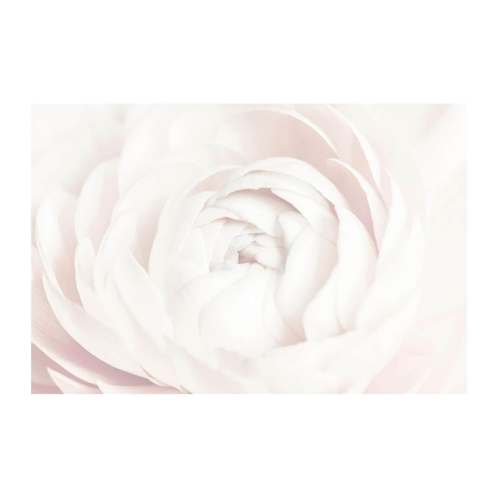 Soft Pink Floral Macro Wall Art for Serene Spaces