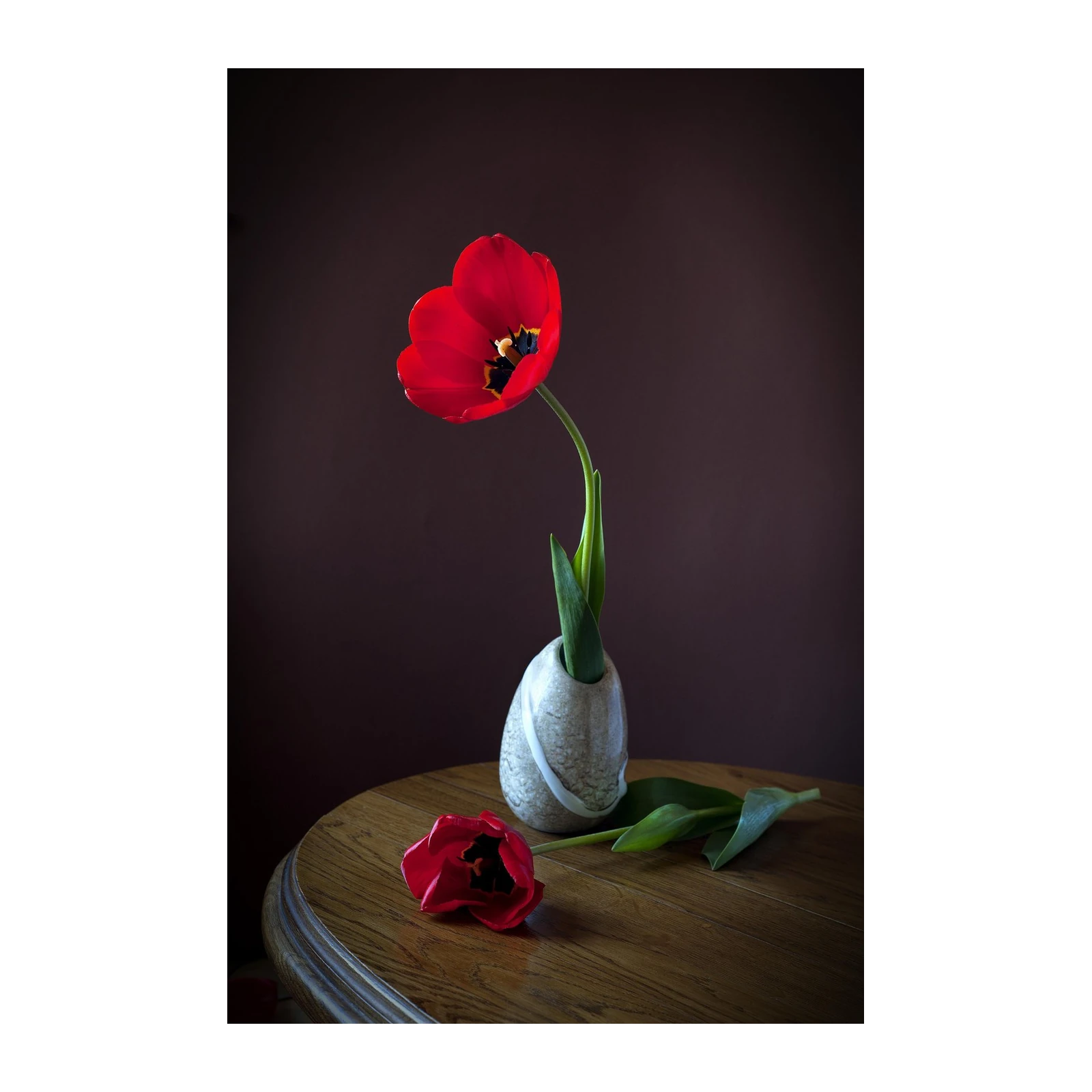 Elegant Red Tulip Still Life Wall Art