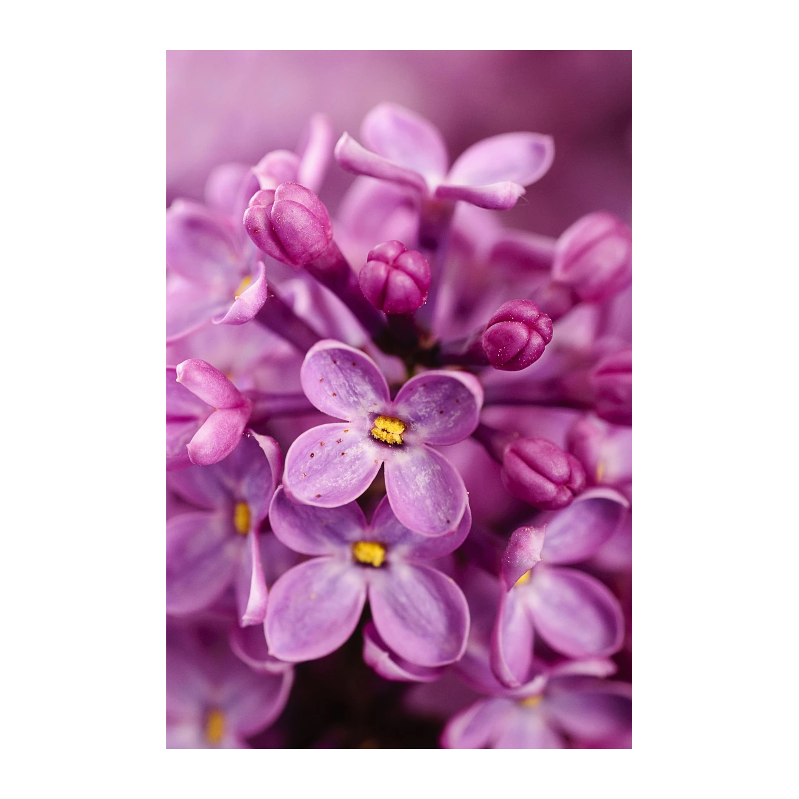 Vibrant Lilac Bloom Close-Up Wall Art