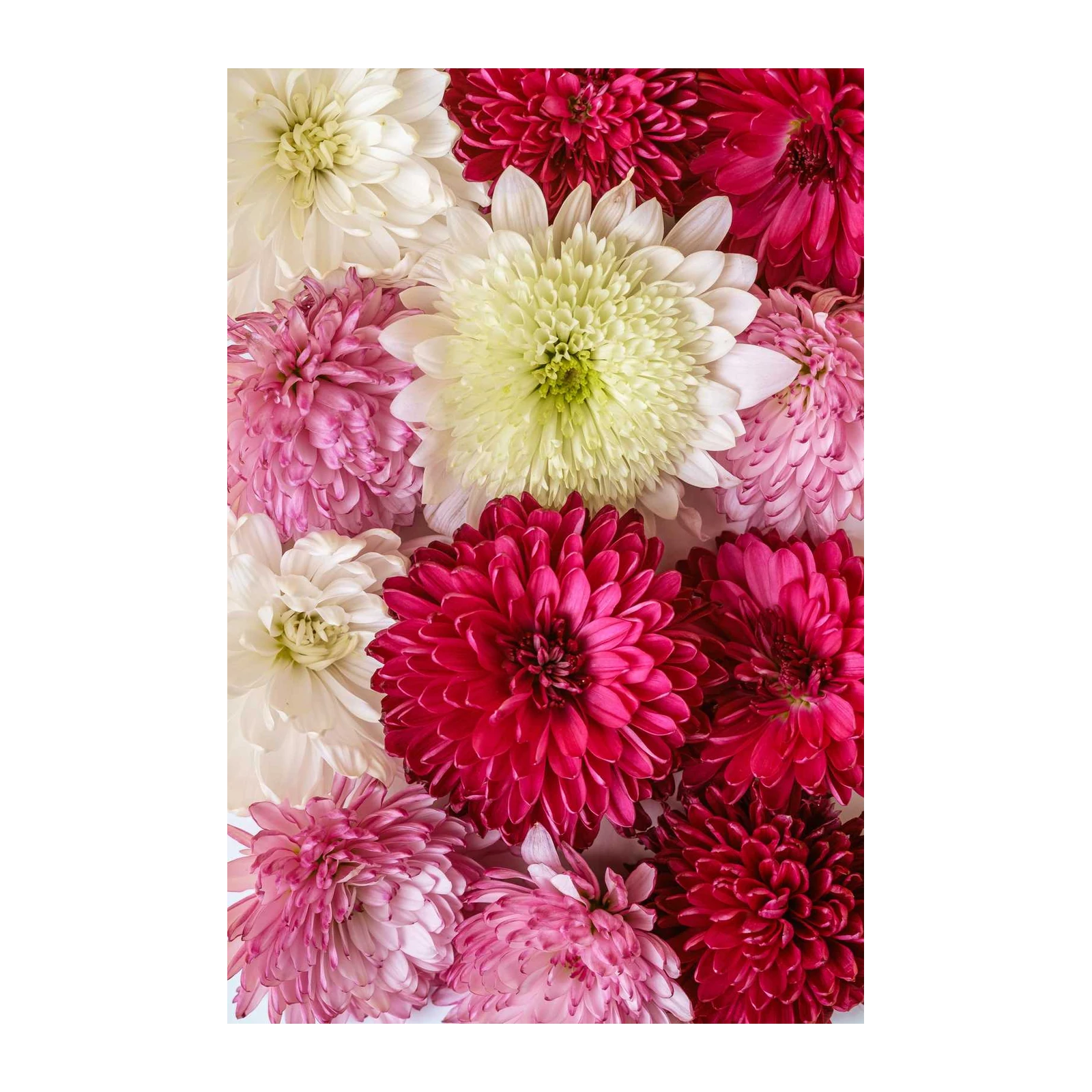 Vibrant Chrysanthemum Bloom Wall Art