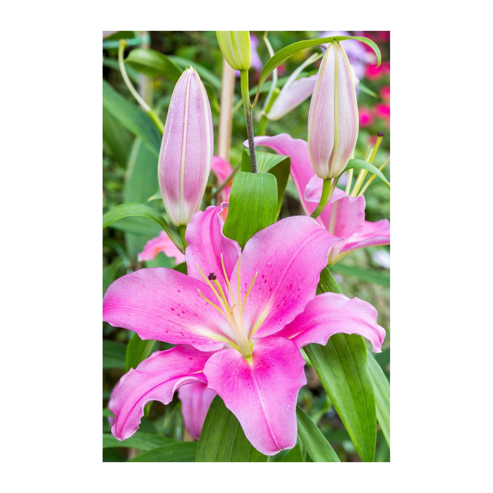 Vibrant Pink Lily Blooming Wall Art