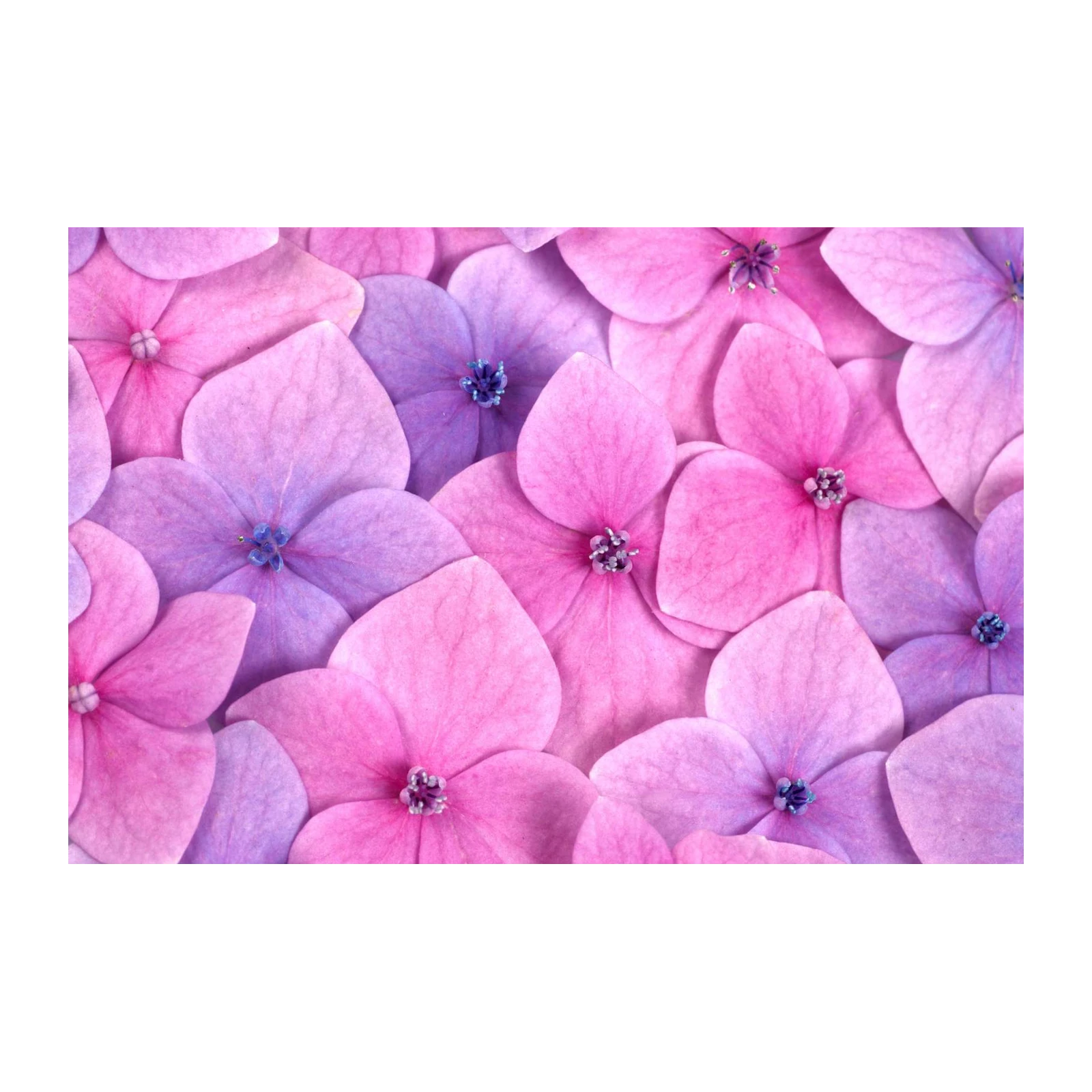 Pink & Purple Hydrangea Bloom Wall Art