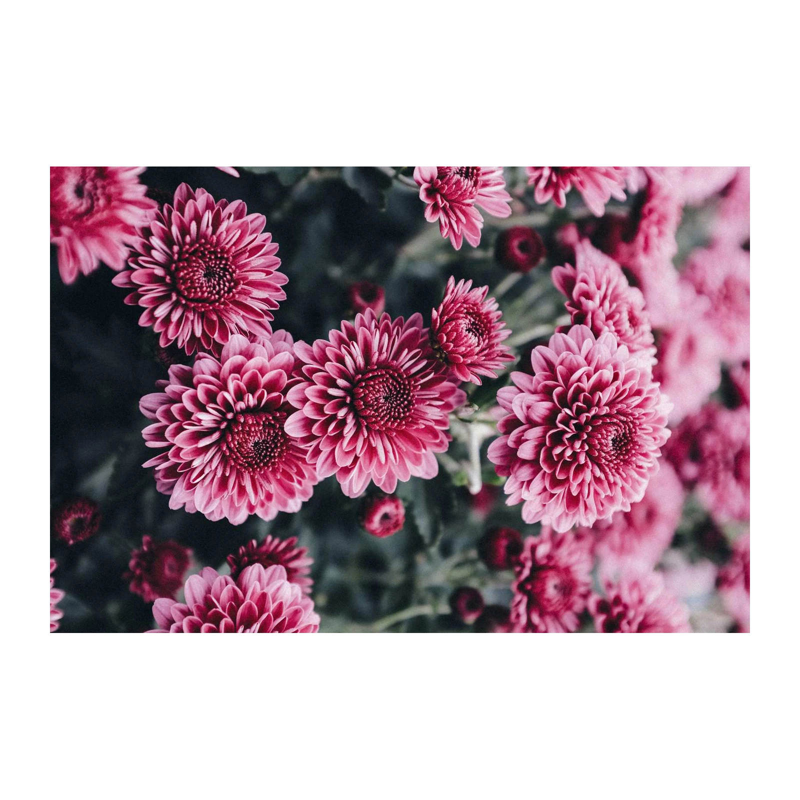Vibrant Pink Chrysanthemum Floral Wall Art