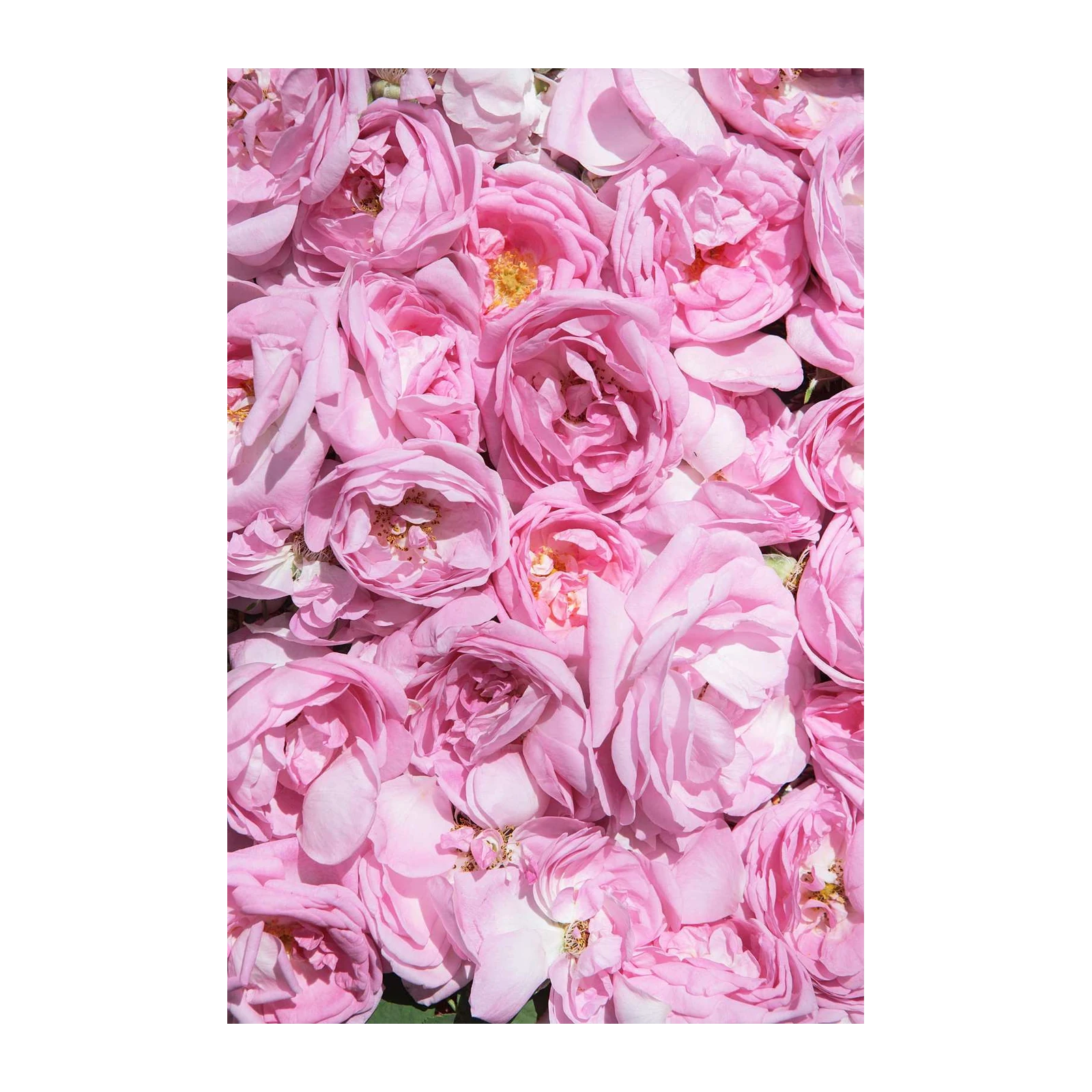Soft Pink Rose Blossom Petals Wall Art