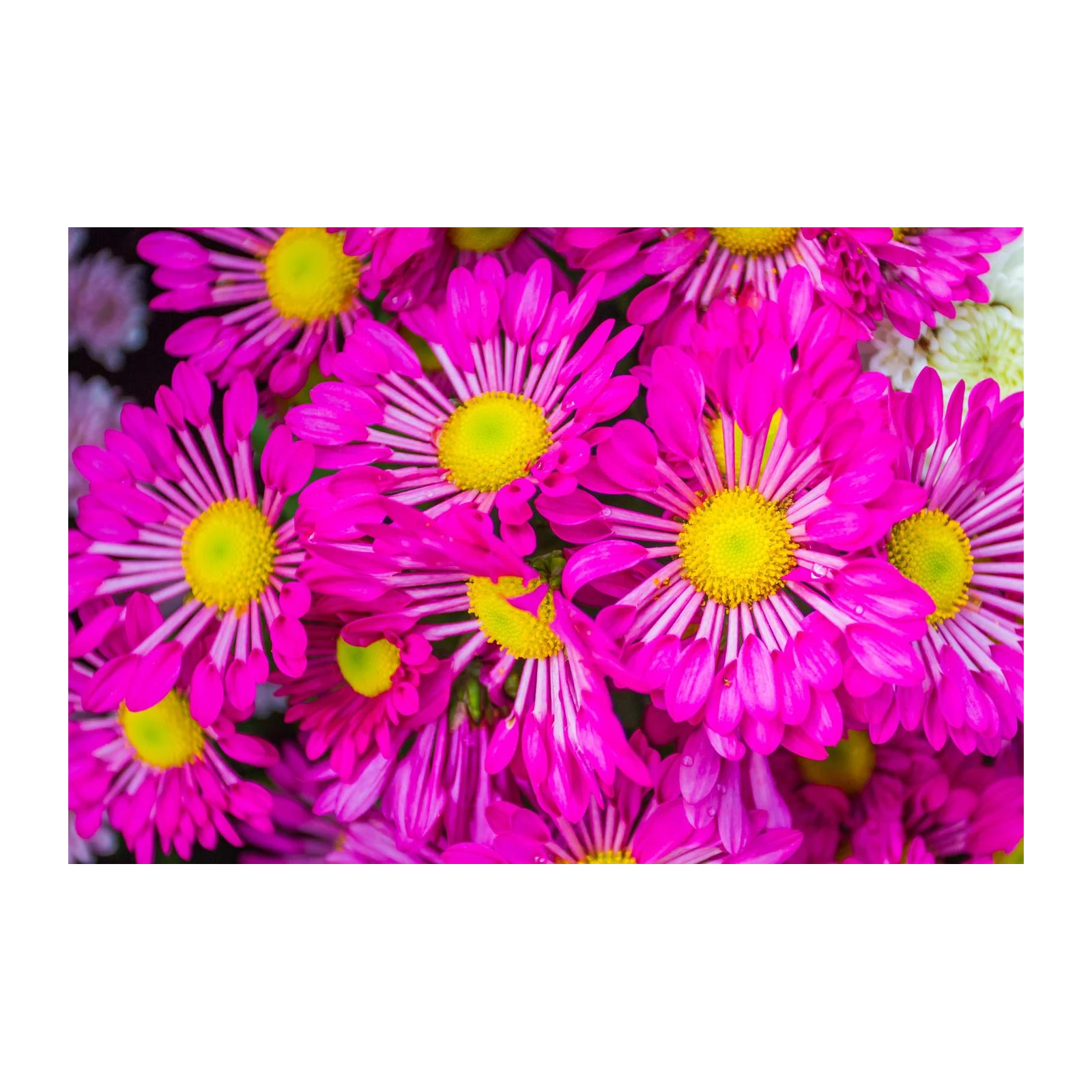 Vibrant Pink Daisy Bloom Wall Art