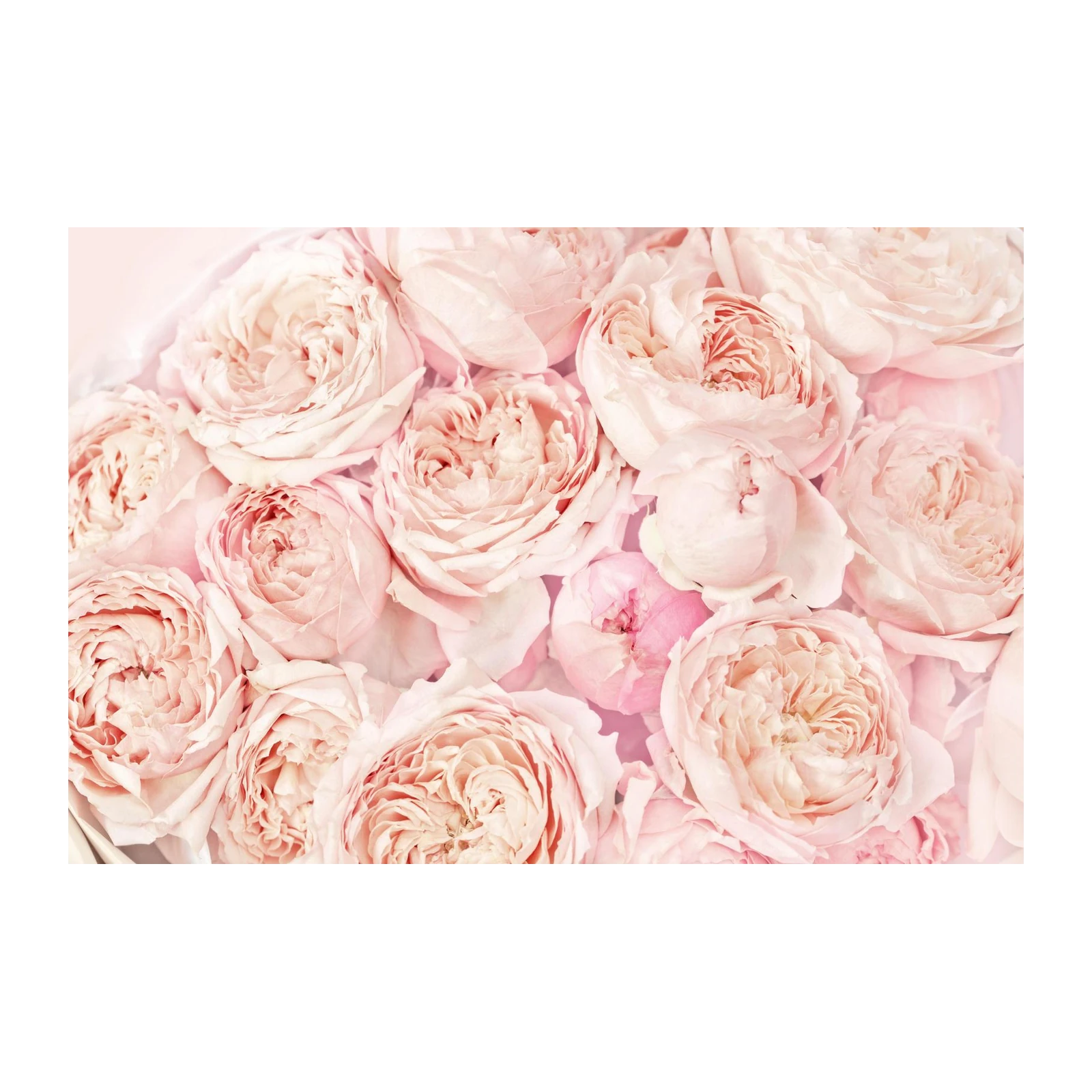 Soft Pink Roses Floral Wall Art