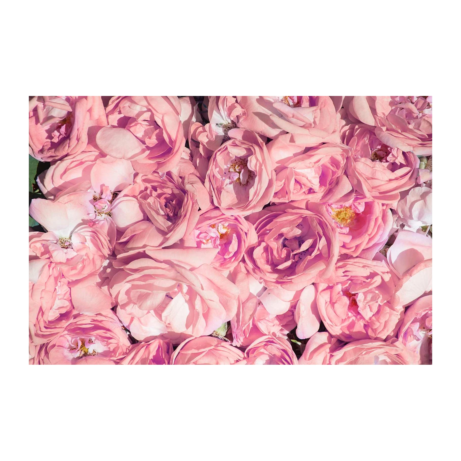 Blushing Pink Roses Dreamy Floral Wall Art