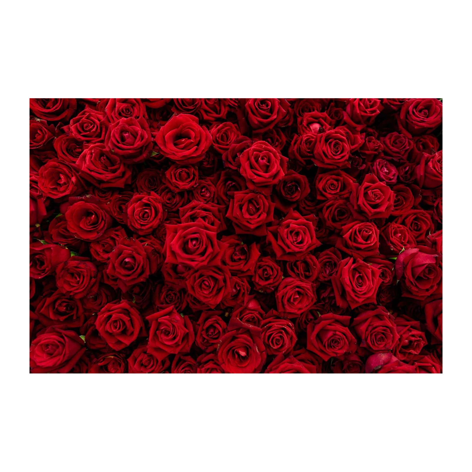 Rich Red Roses Wall Art Wall Art