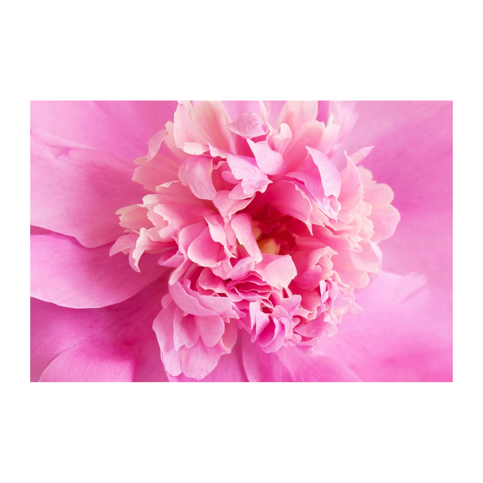 Soft Pink Peony Bloom Wall Art