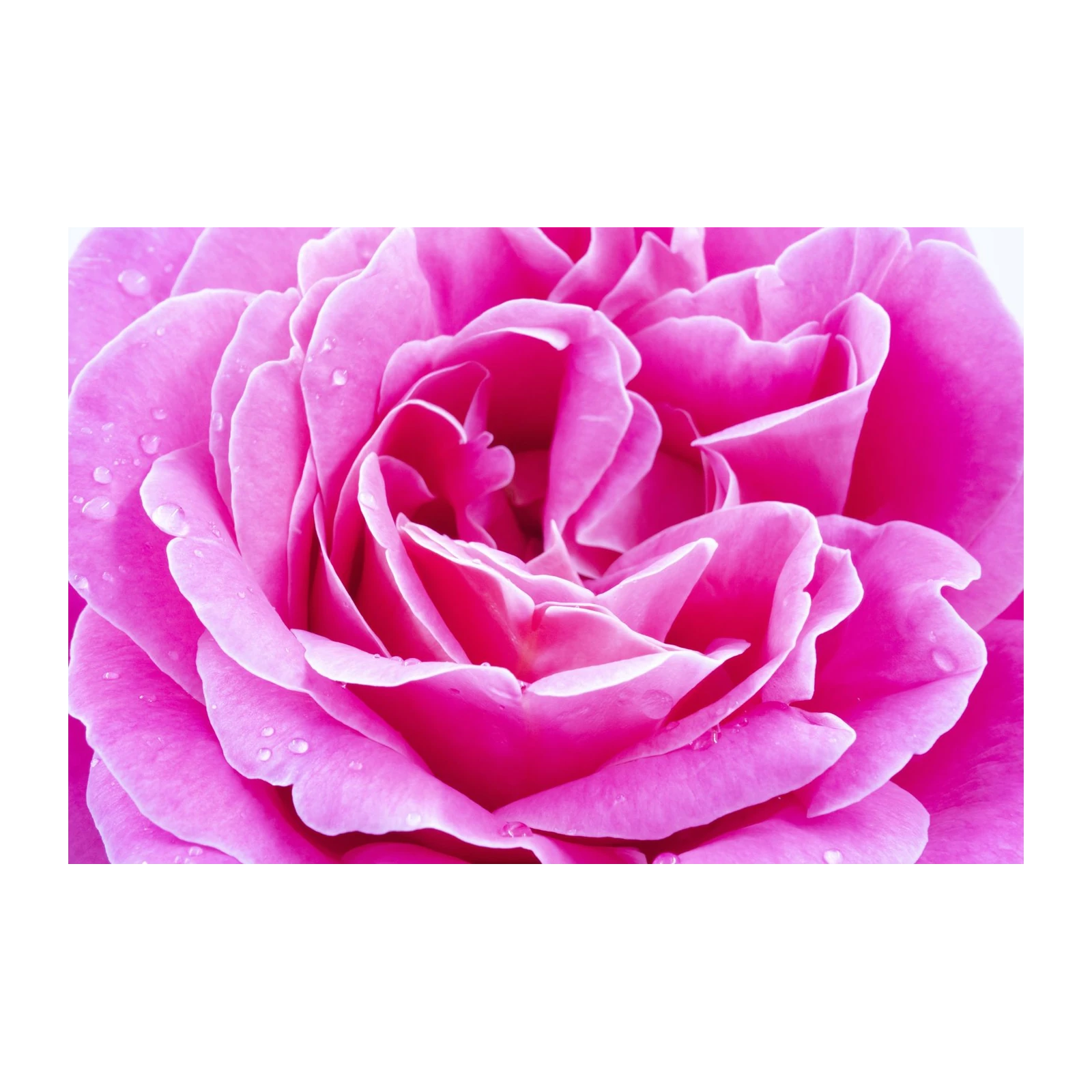 Vibrant Pink Rose Dewdrops Wall Art
