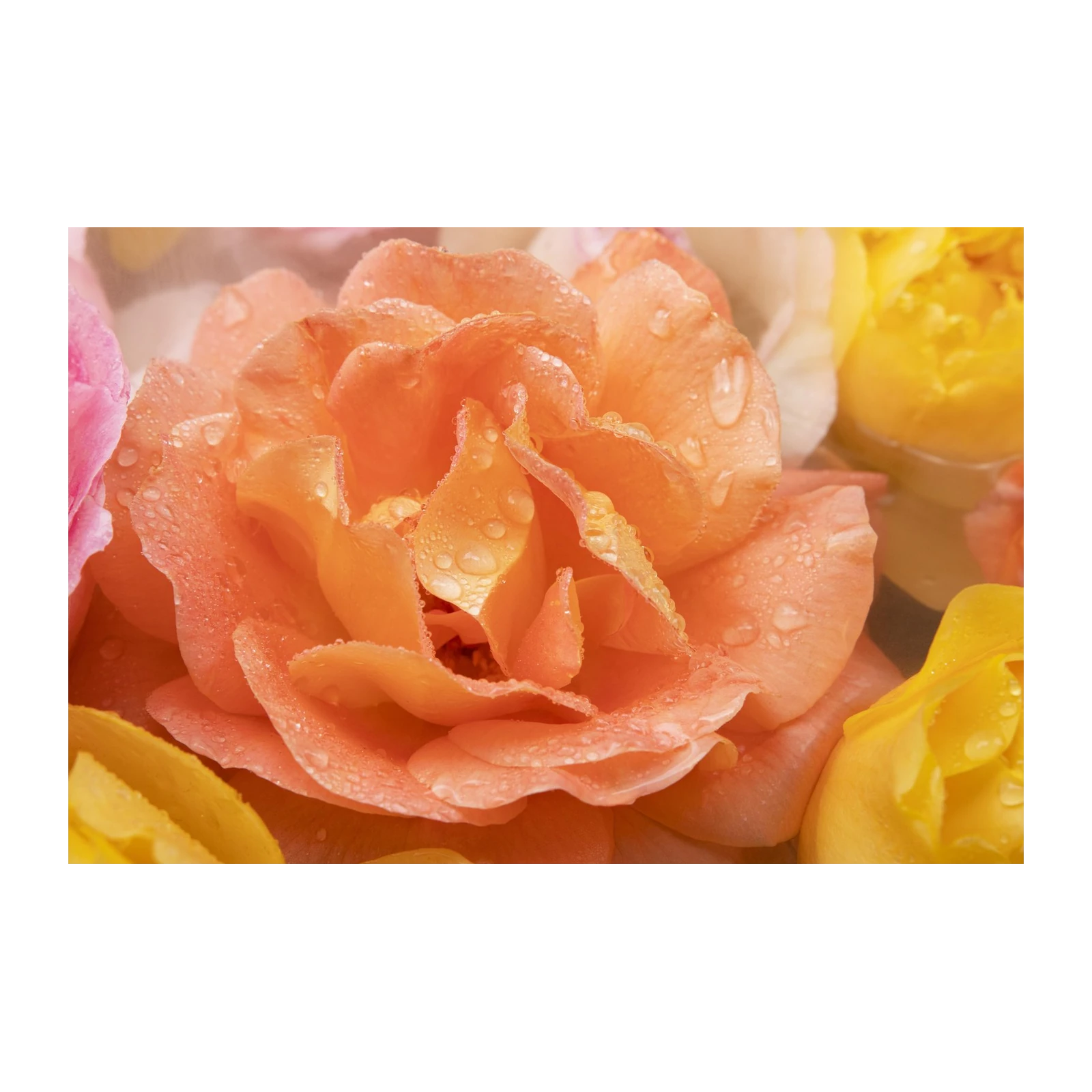 Dewy Peach Rose Blossom Wall Art
