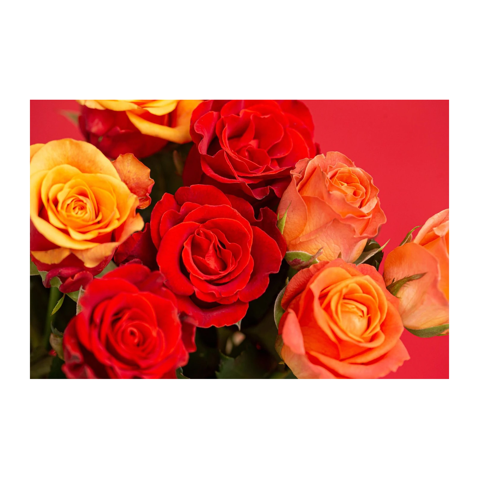 Vibrant Rose Bouquet Red Orange Wall Art