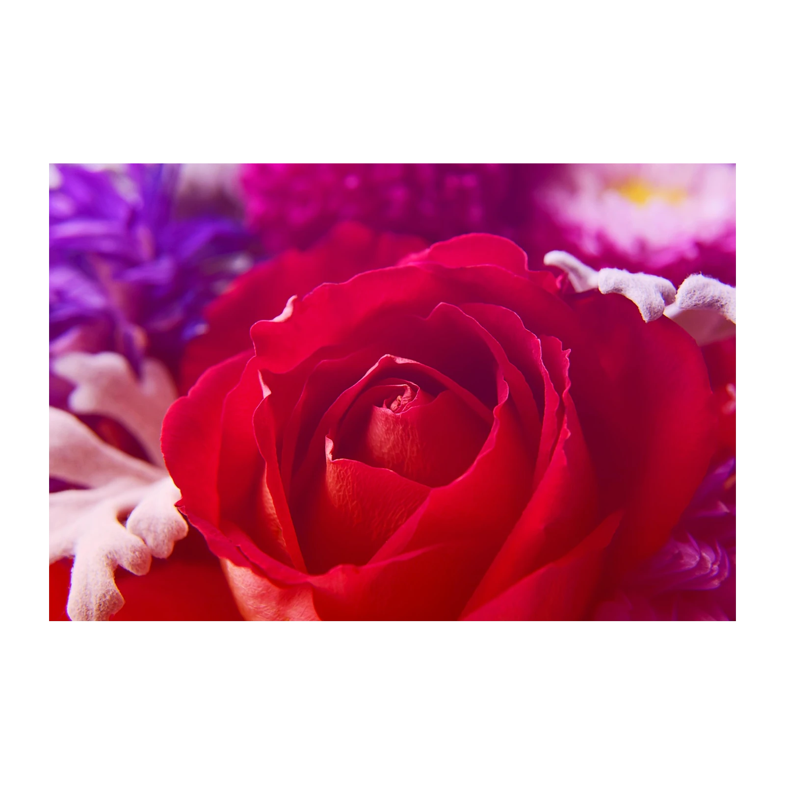 Vibrant Red Rose Macro Floral Wall Art