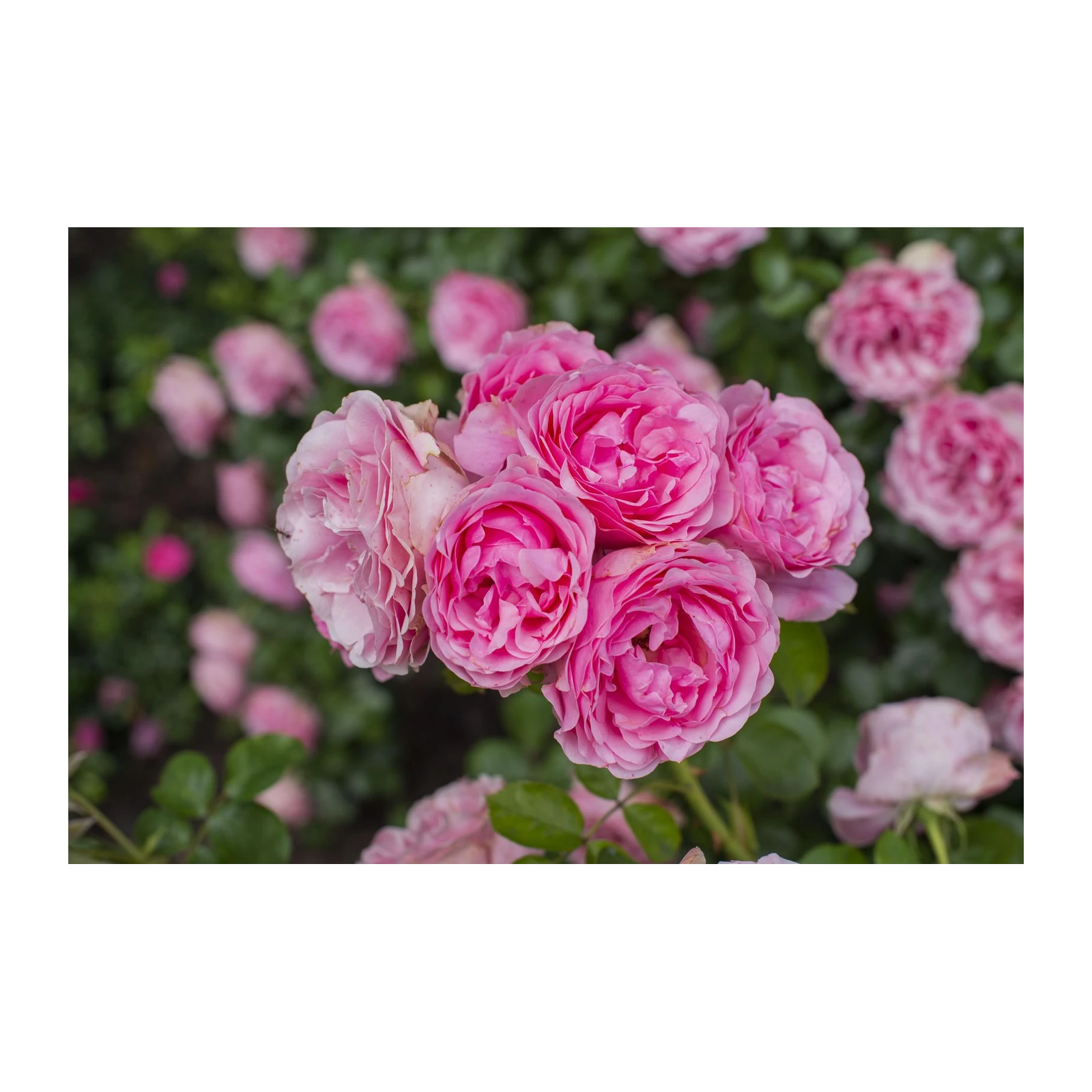 Pink Rose Garden Floral Wall Art