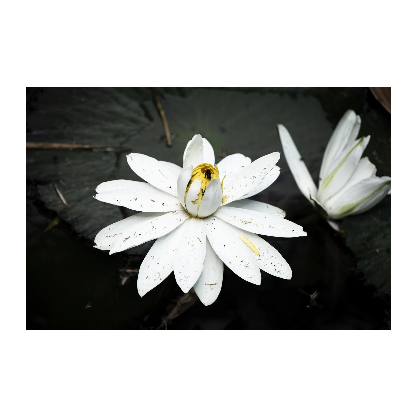 Serene White Lotus Bloom Wall Art
