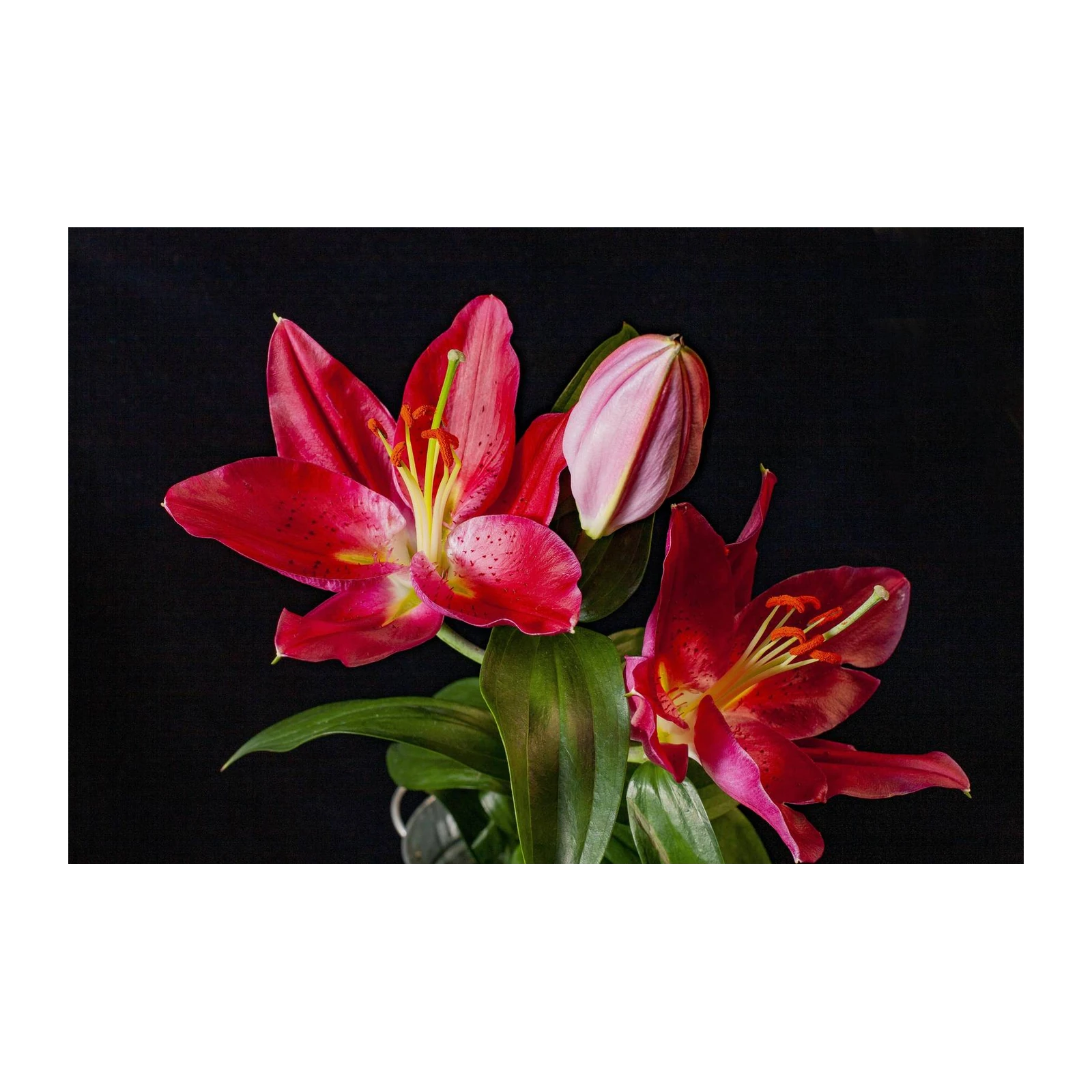 Elegant Red Lily Floral Wall Art