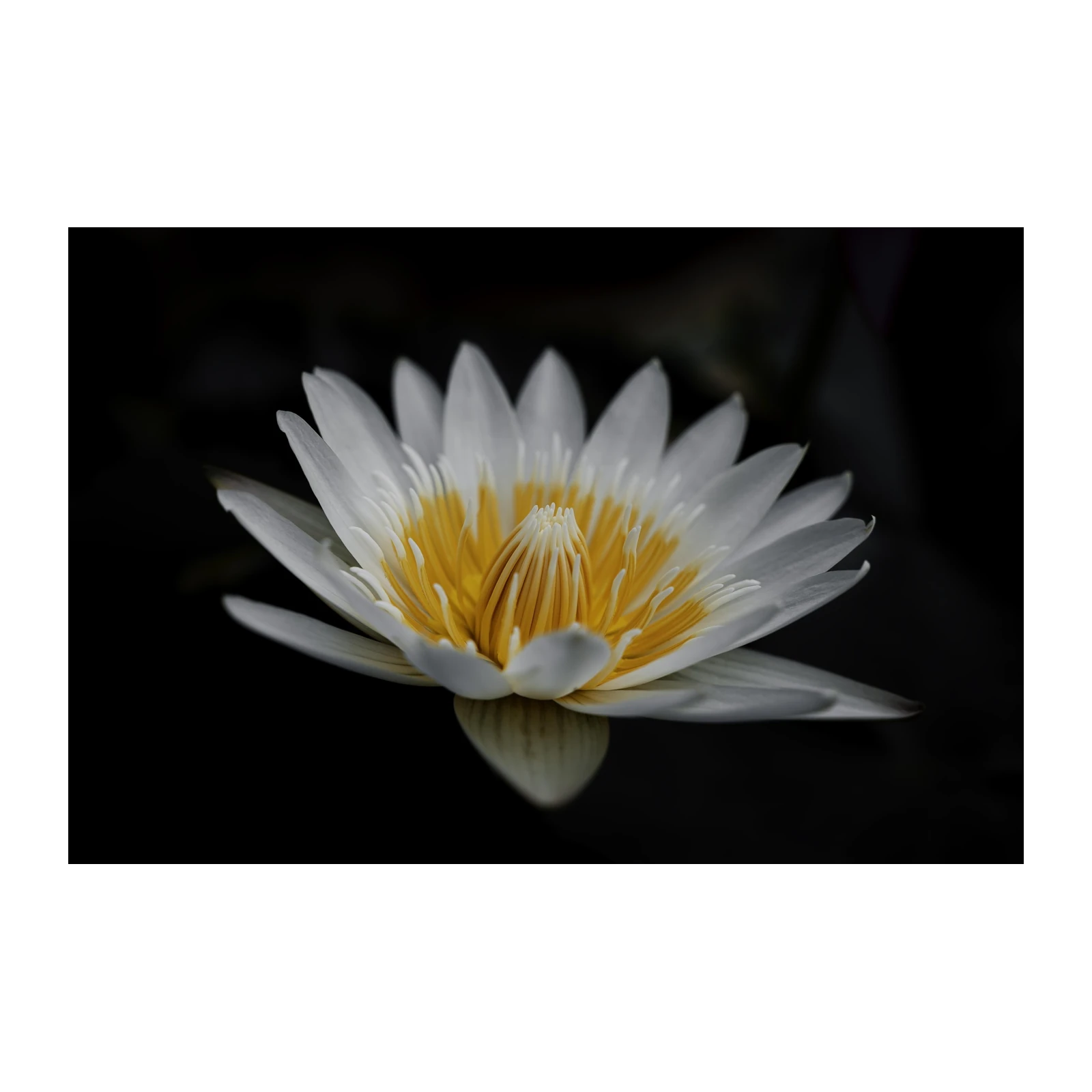 Serene White Lotus Zen Wall Art Wall Art