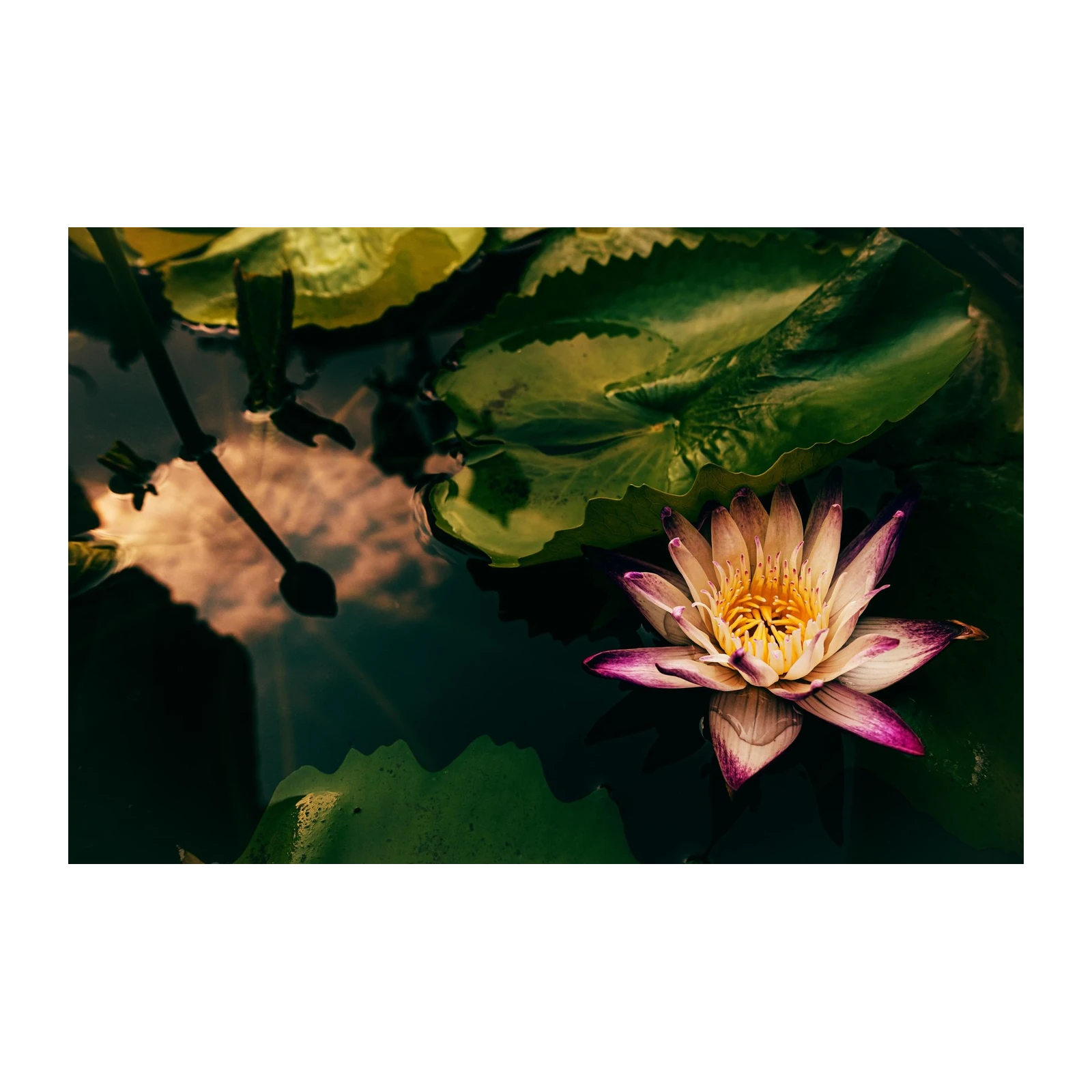 Serene Water Lily Wall Art