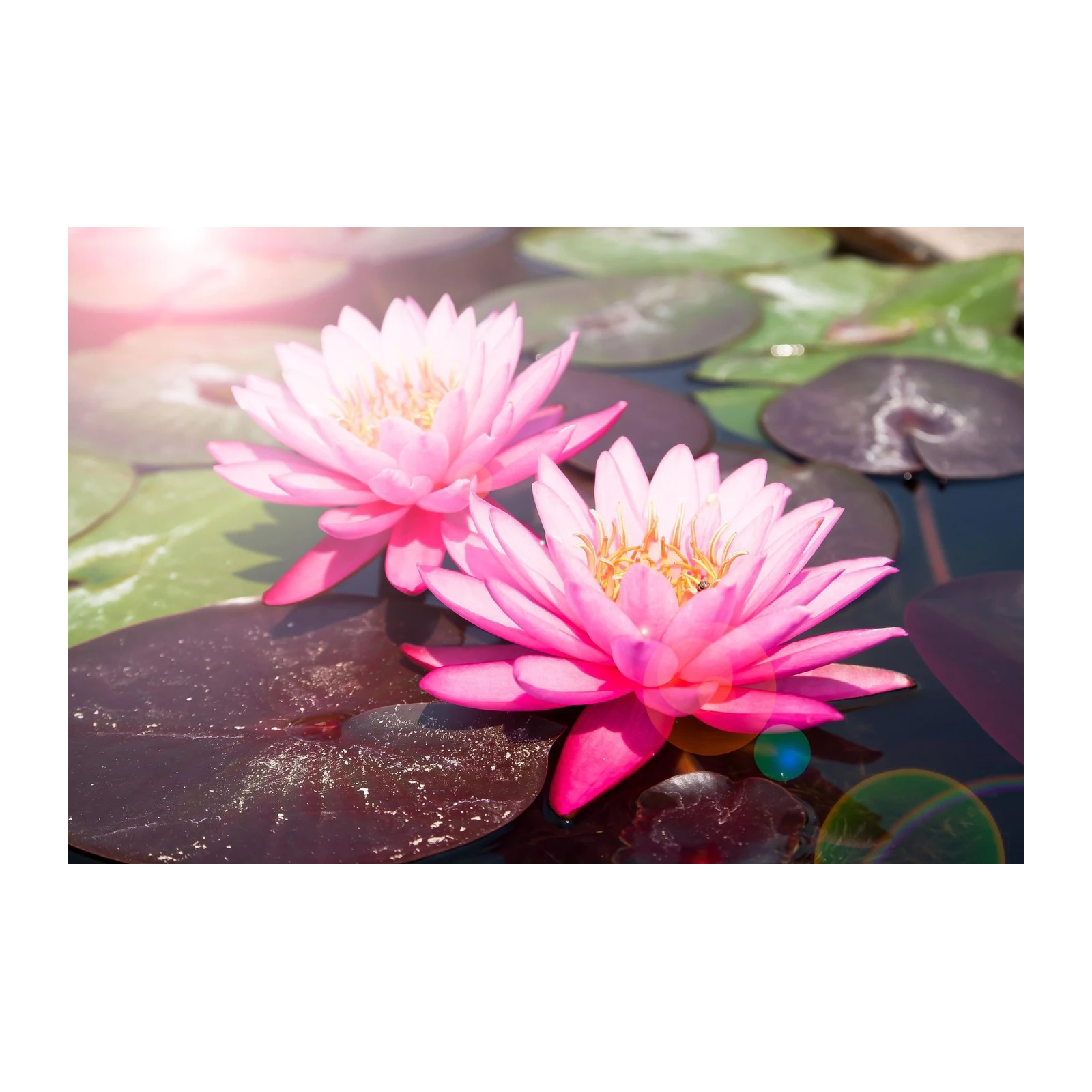 Serene Pink Water Lilies Wall Art