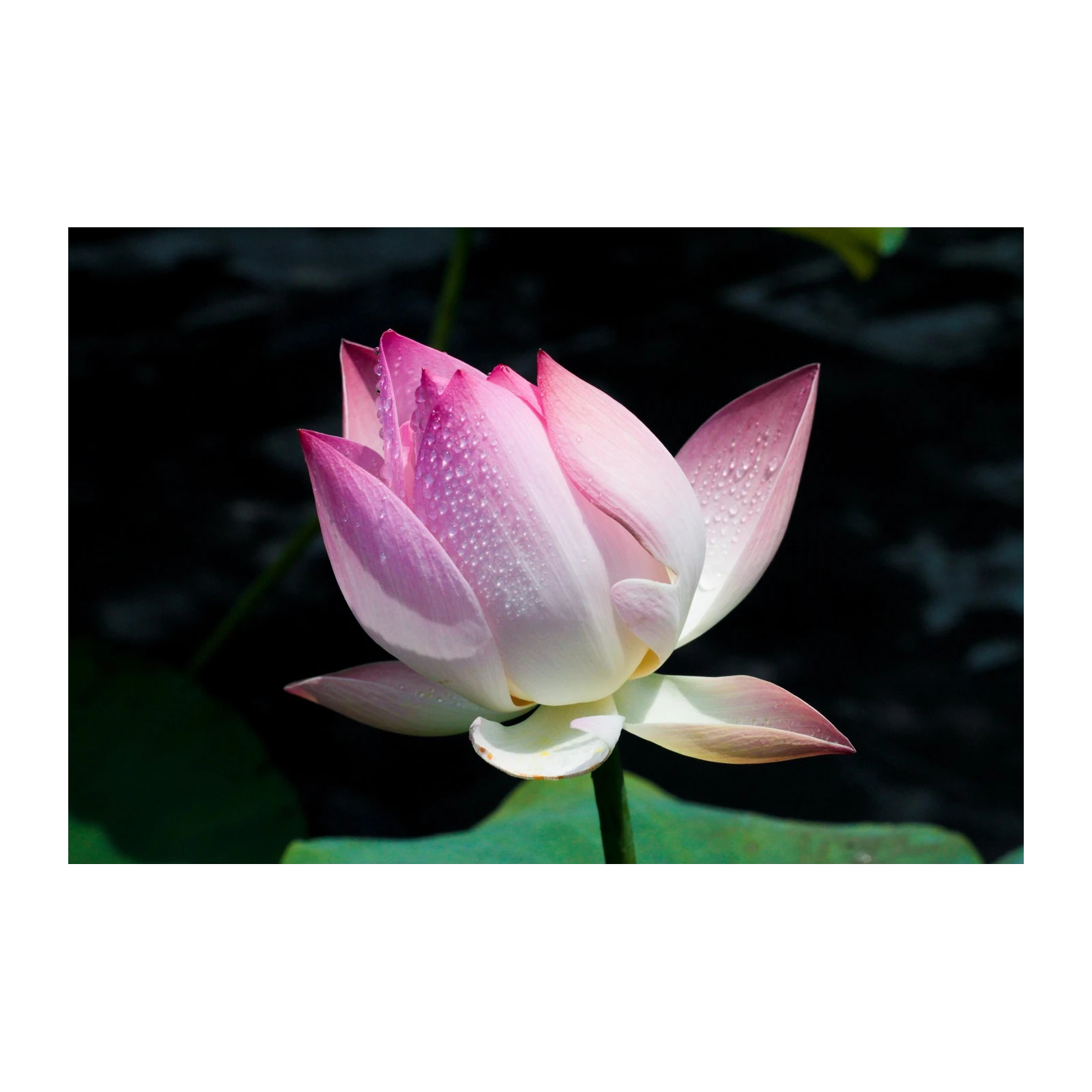 Serene Pink Lotus Dewdrops Wall Art