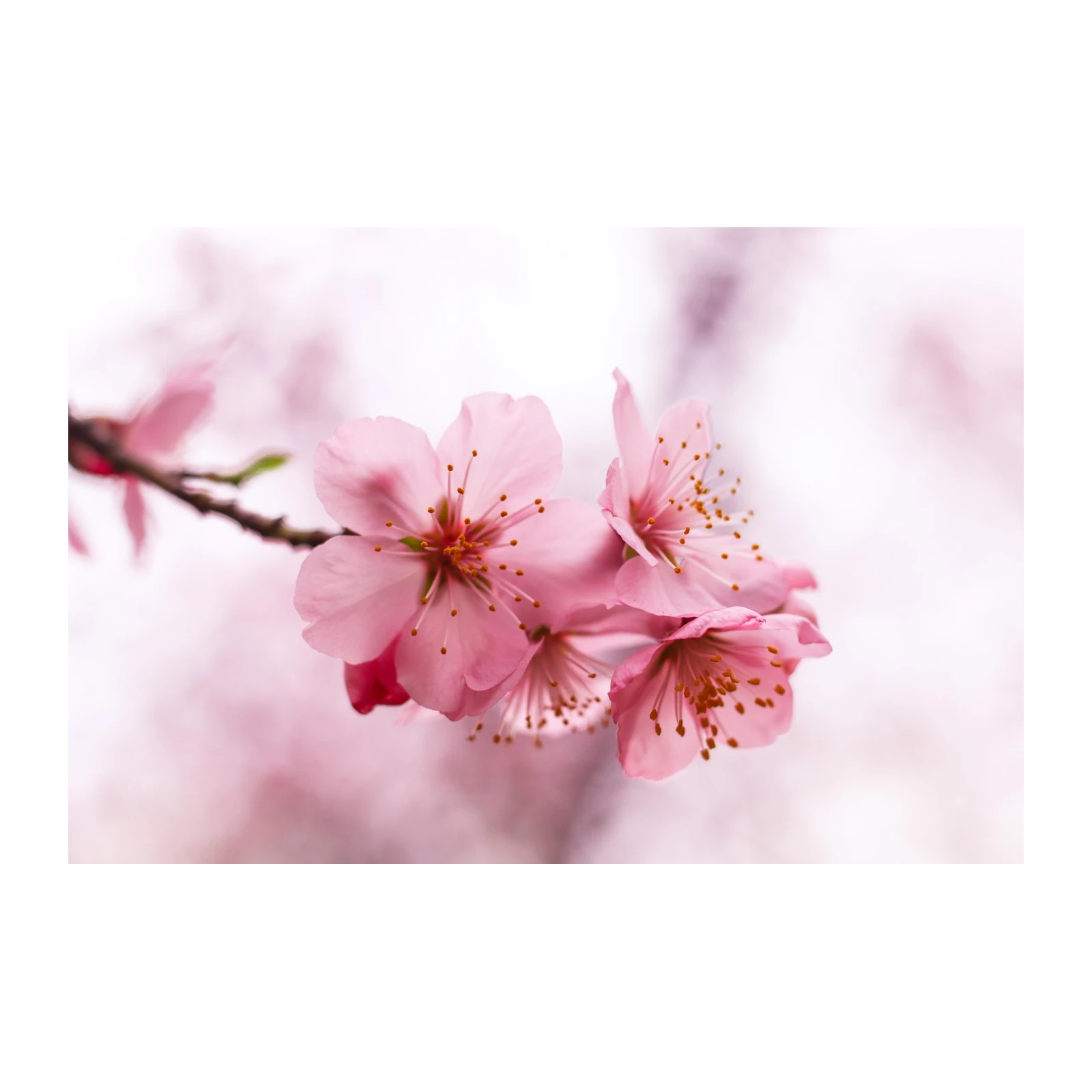 Soft Pink Blossom Branch Wall Art