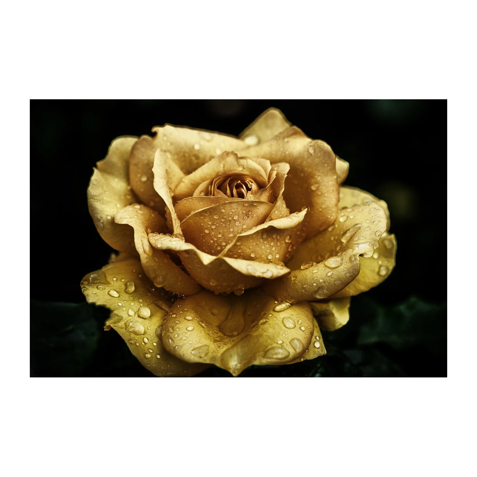 Golden Rose Dewdrops Wall Art