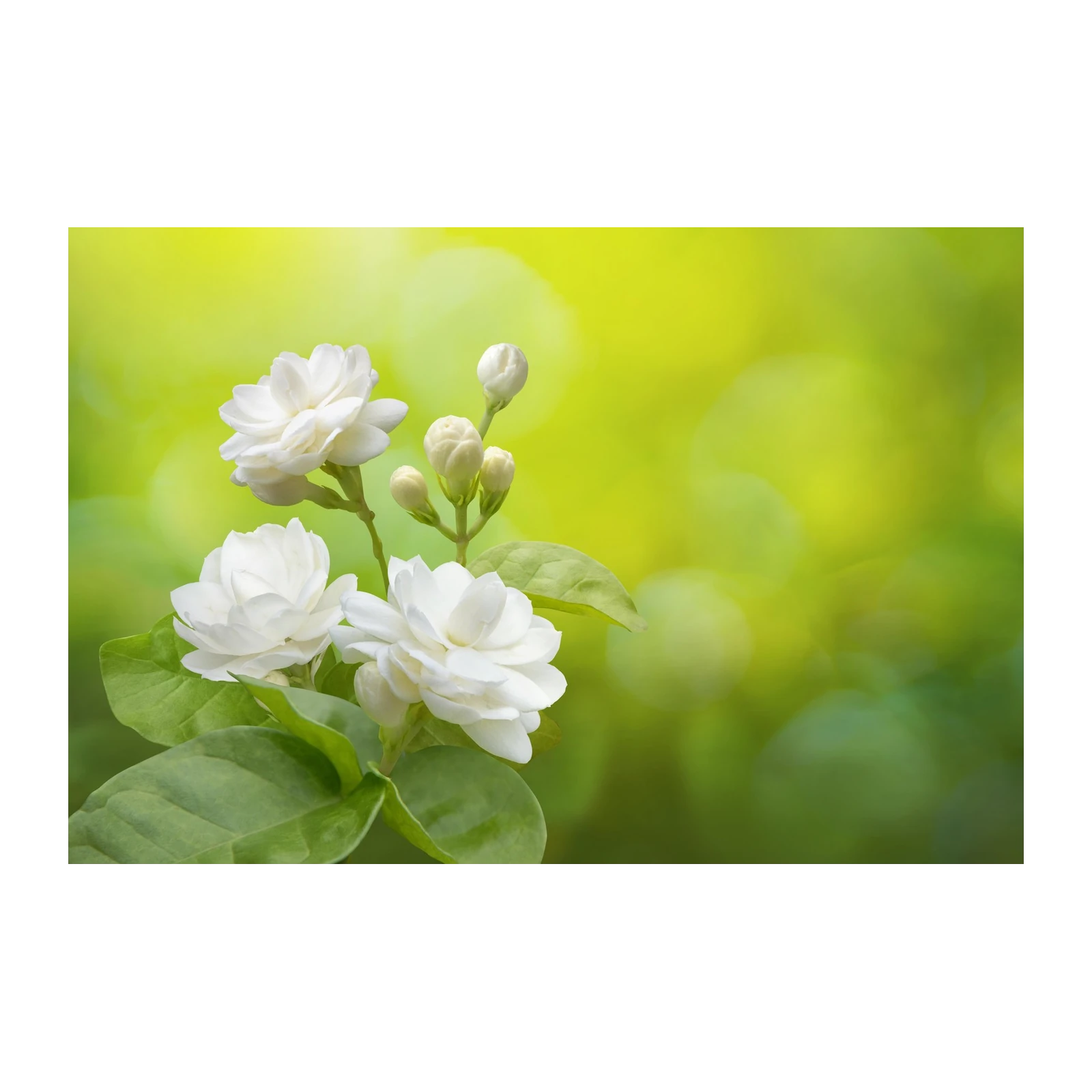 Serene Jasmine Blooms Nature Wall Art