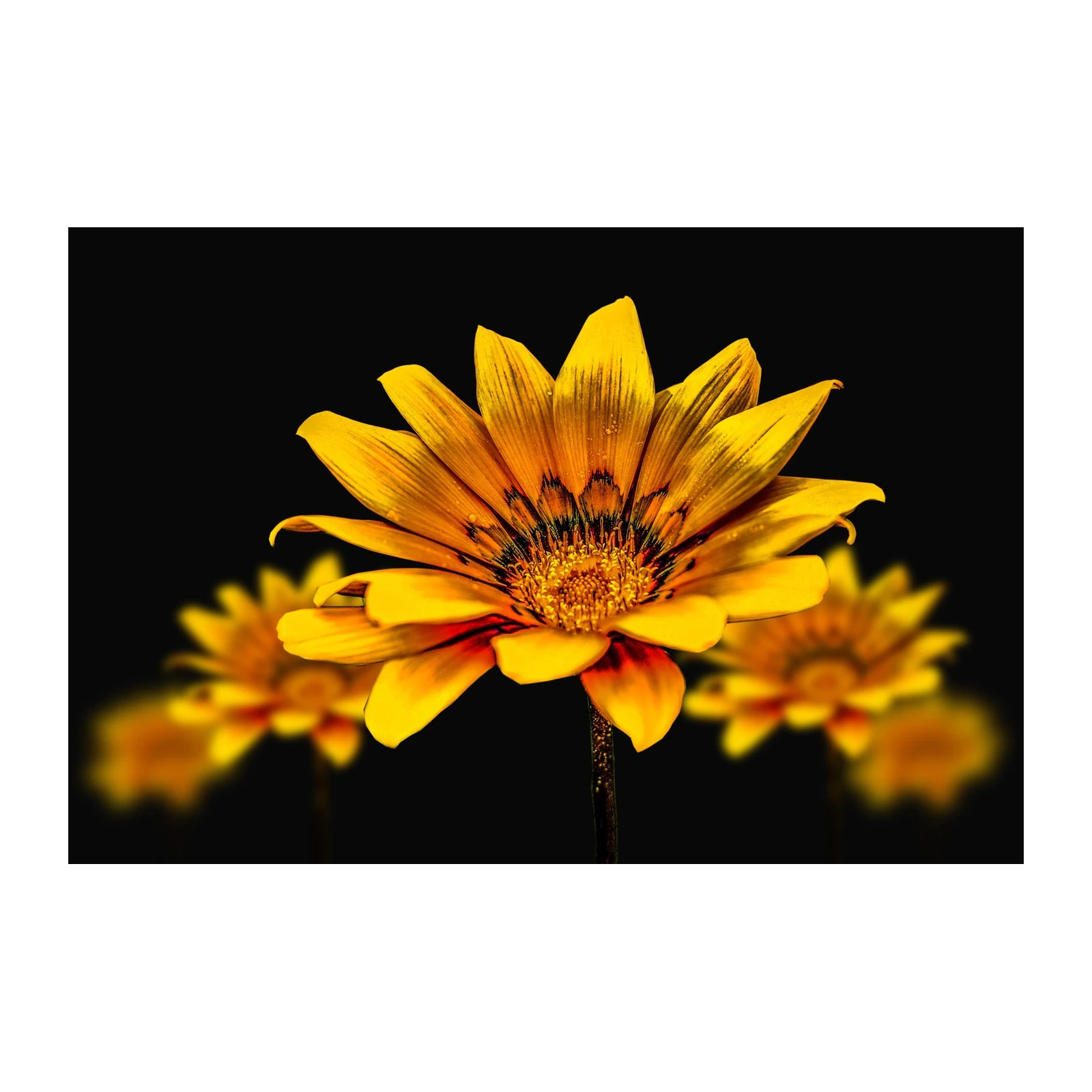 Vibrant Yellow Daisy Abstract Wall Art