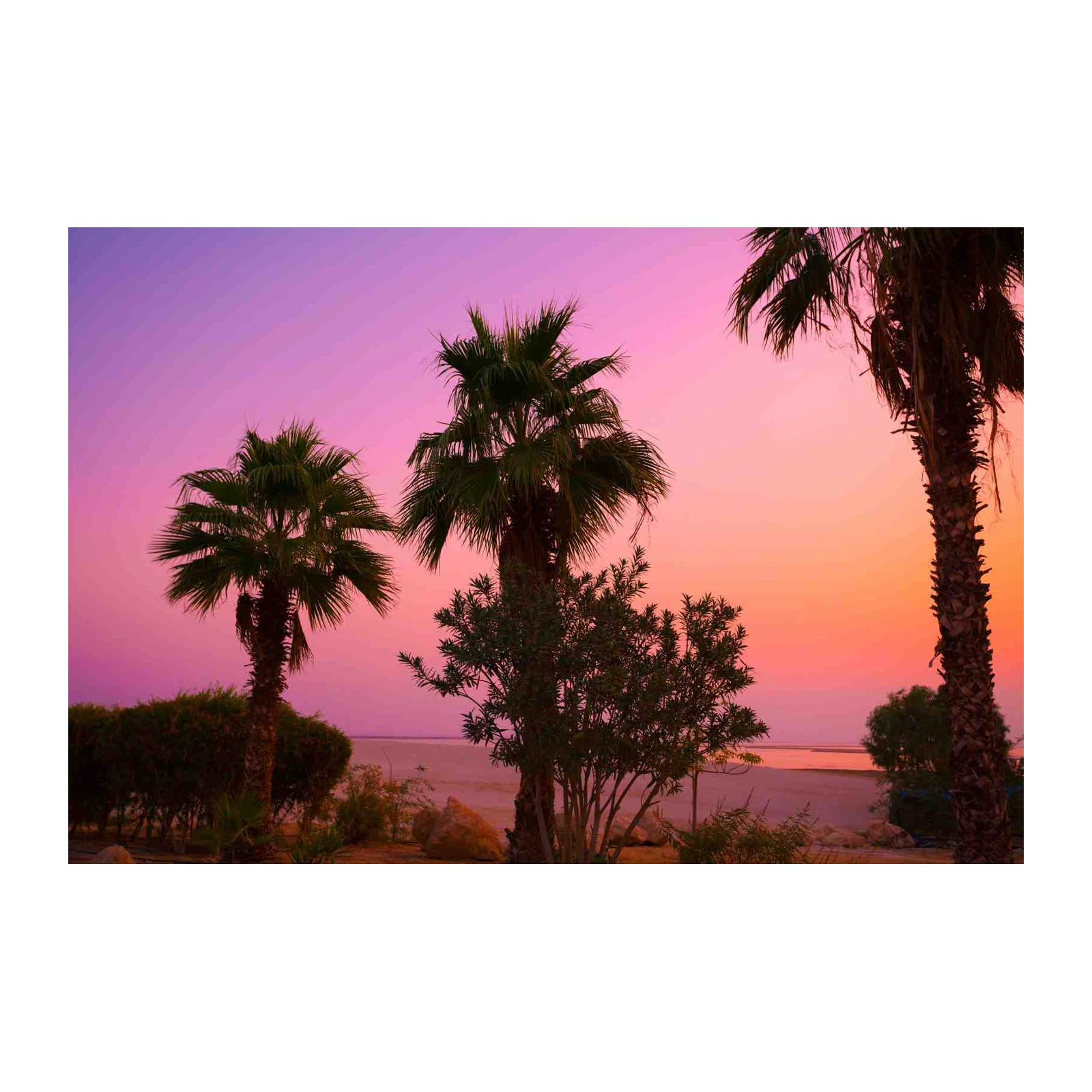 Tropical Sunset Palm Tree Wall Art