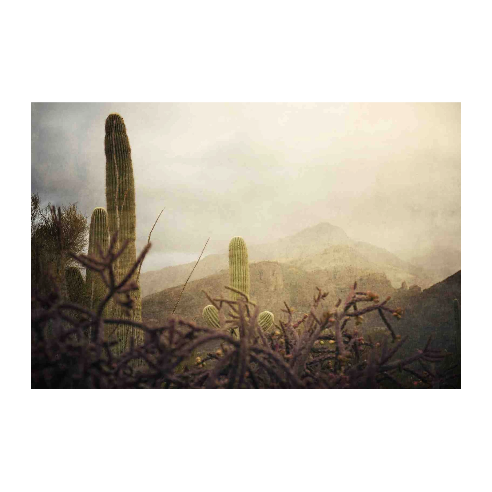 Desert Saguaro Cactus Landscape Wall Art