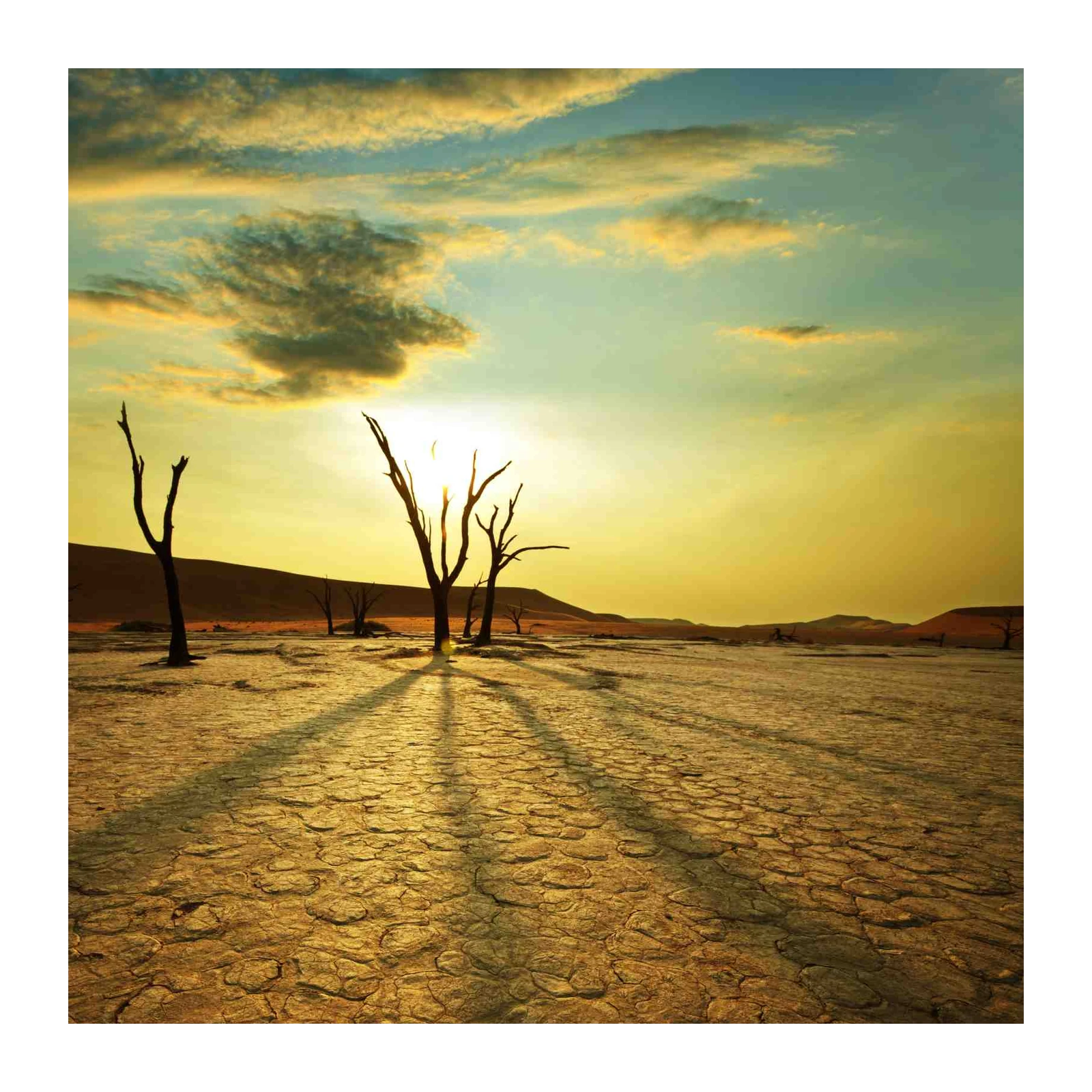 Dramatic Desert Sunrise Tree Wall Art