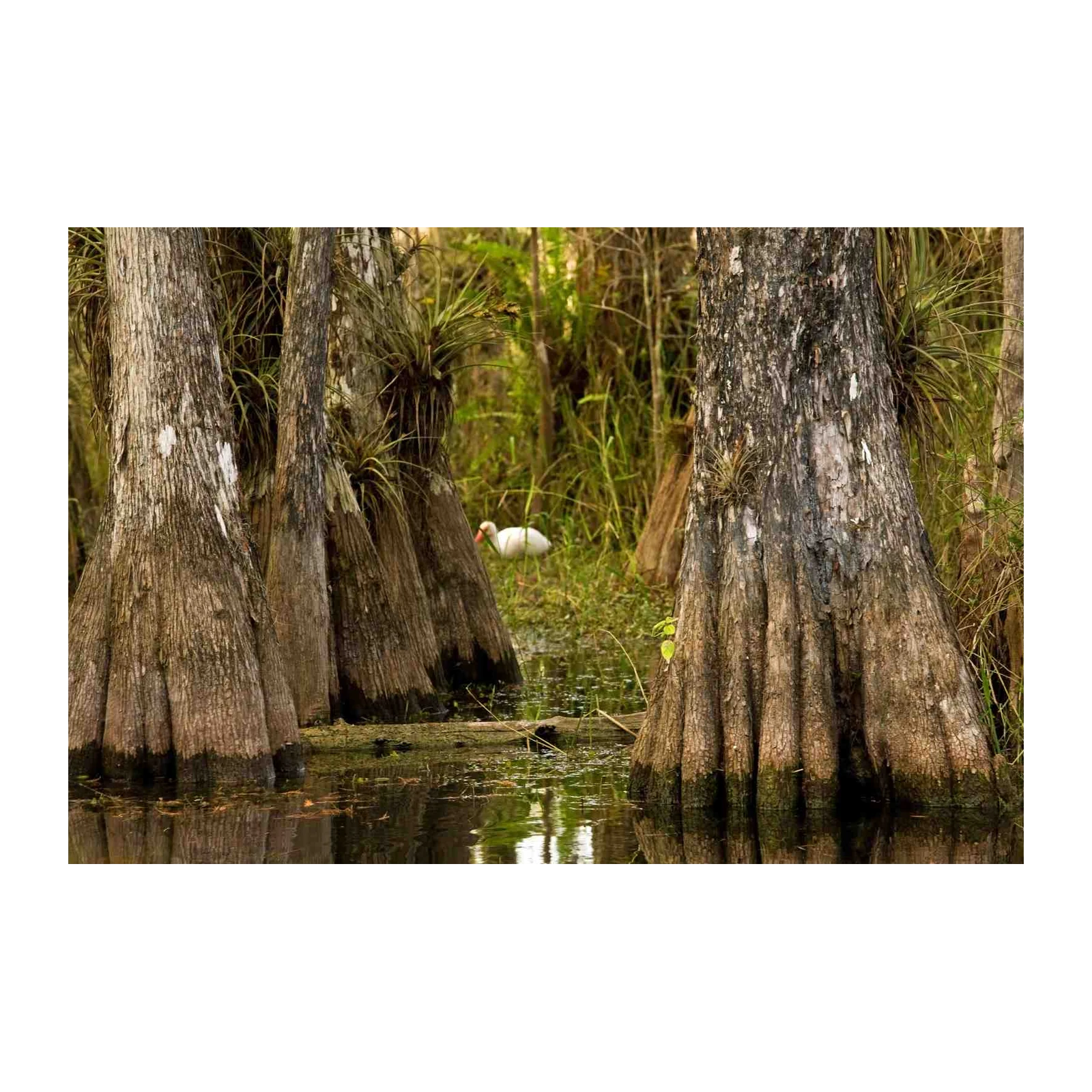 Serene Swamp Cypress & Ibis Wall Art