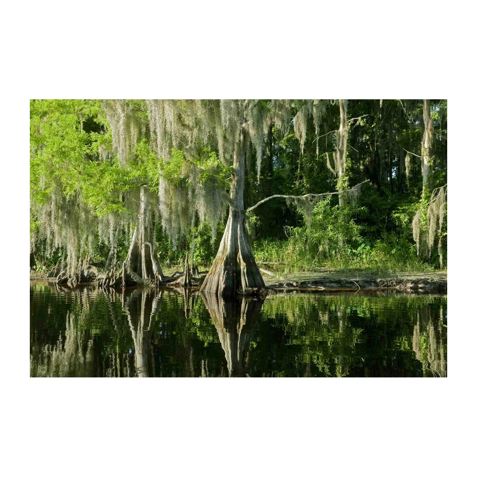 Serene Cypress Swamp Landscape Wall Art