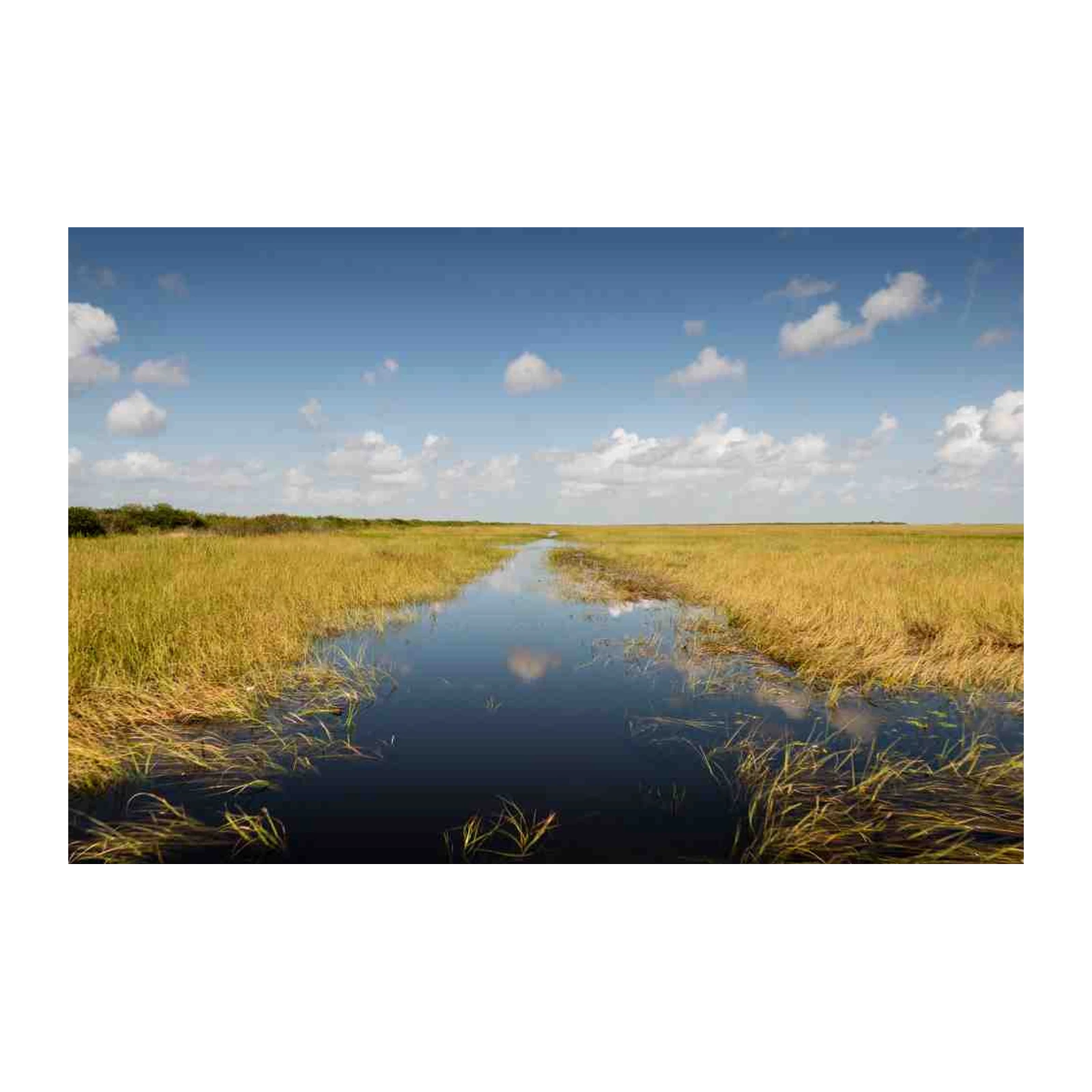 Serene Everglades Landscape Wall Art
