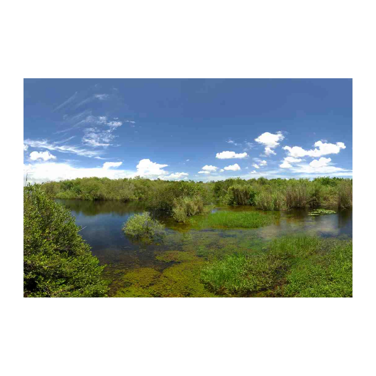 Serene Everglades Landscape Wall Art