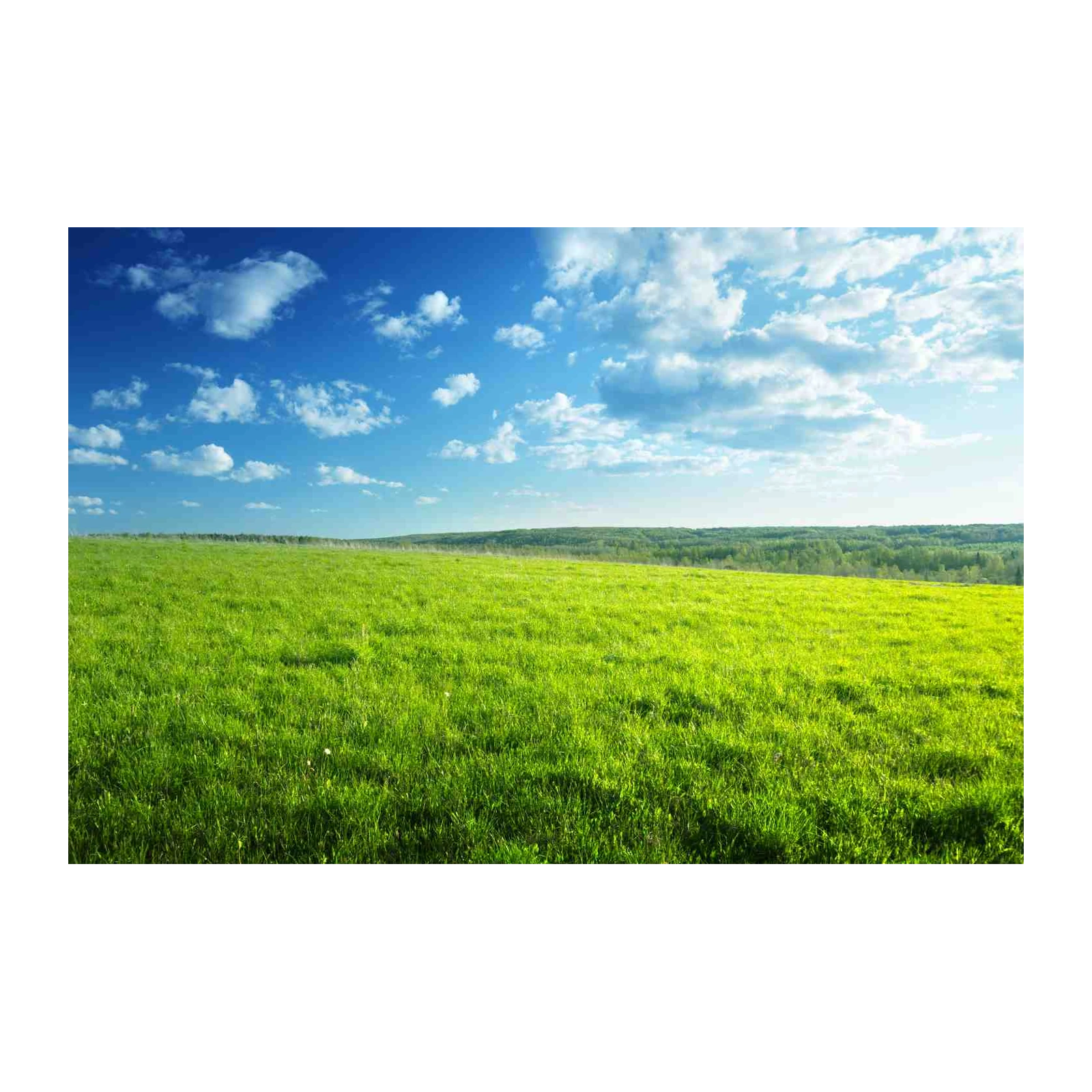 Vibrant Green Meadow & Blue Sky Wall Art