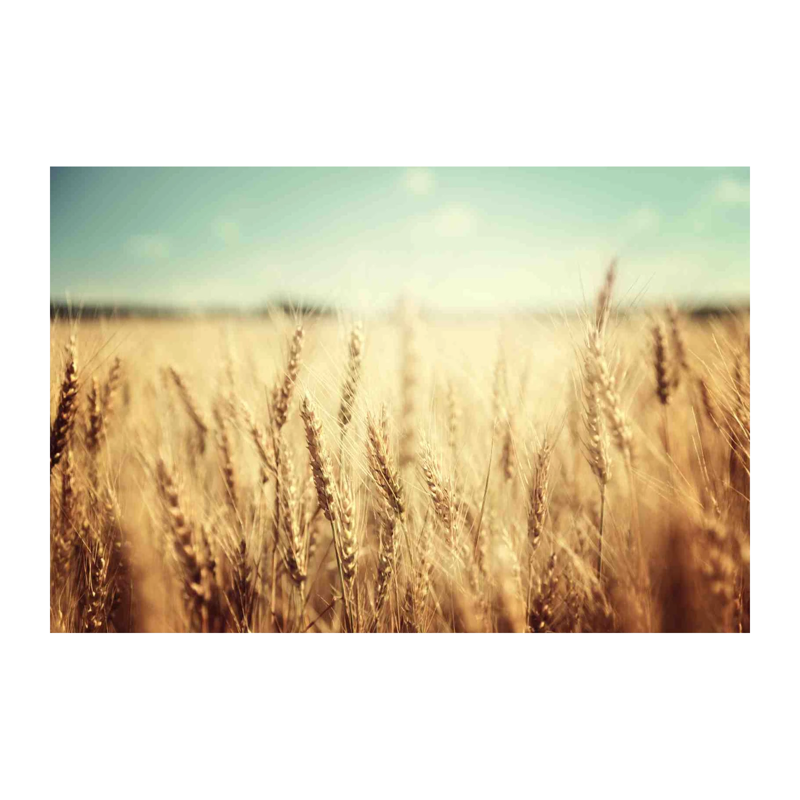 Golden Wheat Field Landscape Wall Art