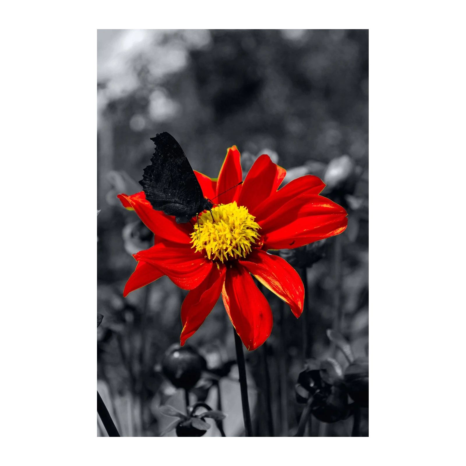 Vibrant Red Flower Butterfly Wall Art