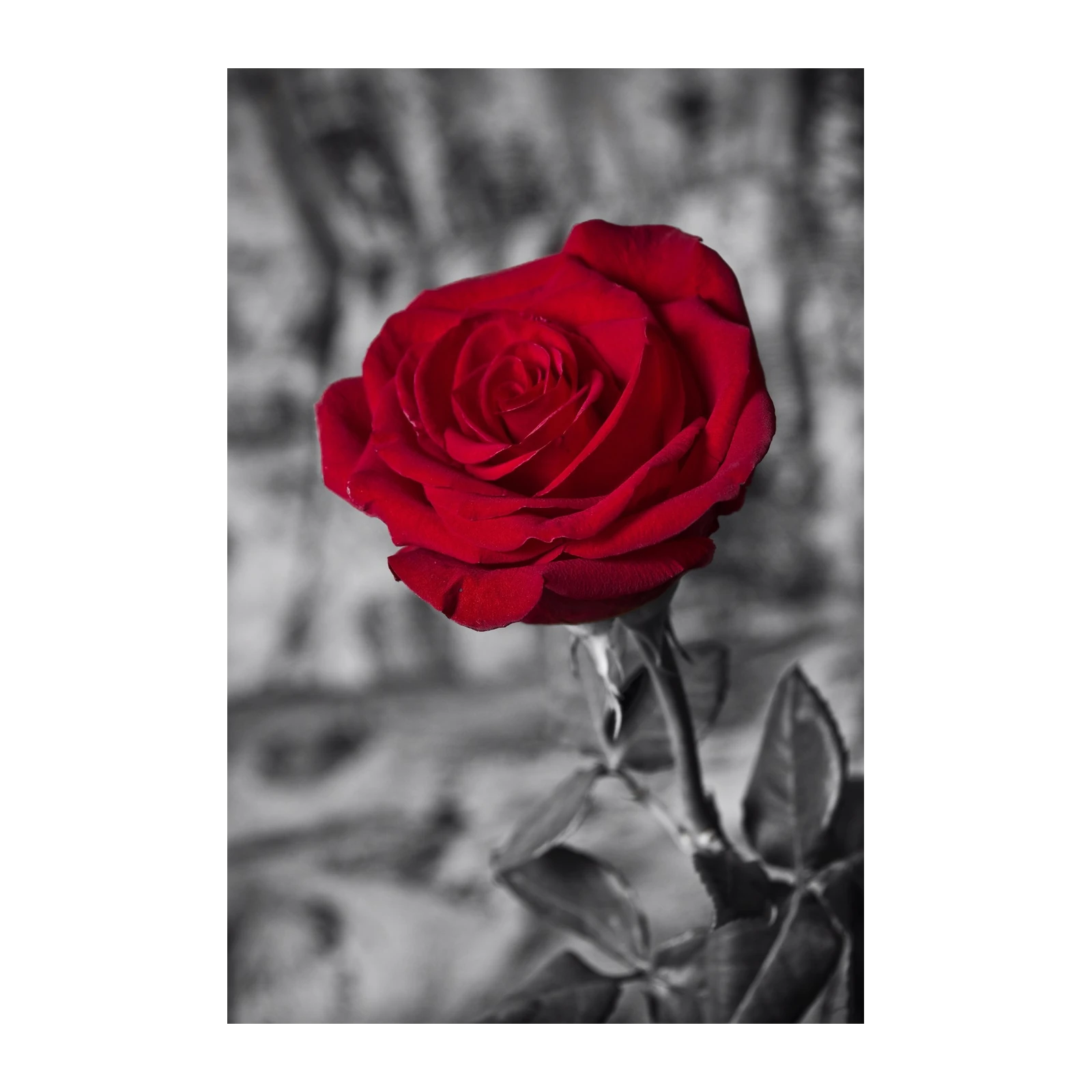 Stunning Red Rose Love Wall Art