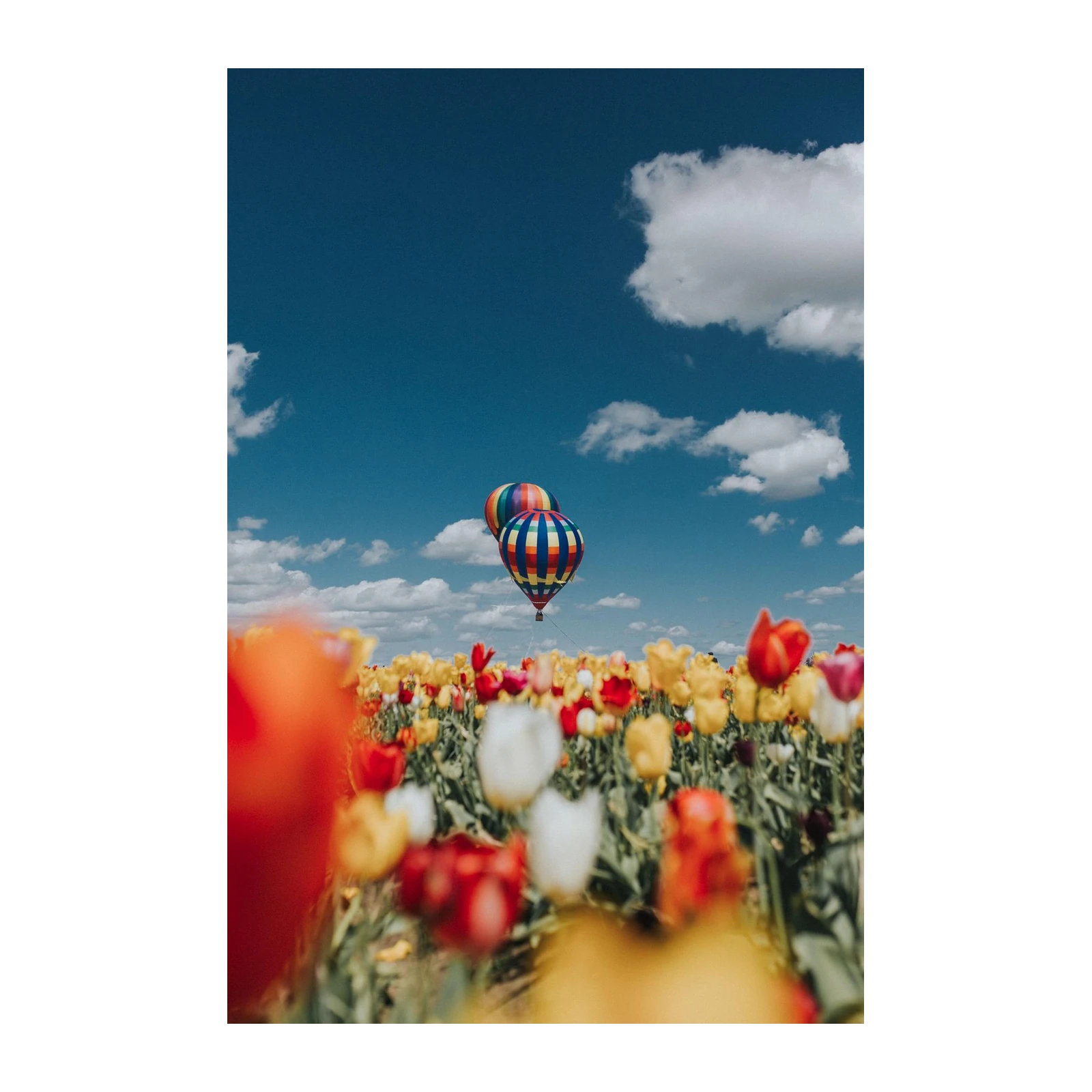 Hot Air Balloons Over Tulip Field Wall Art