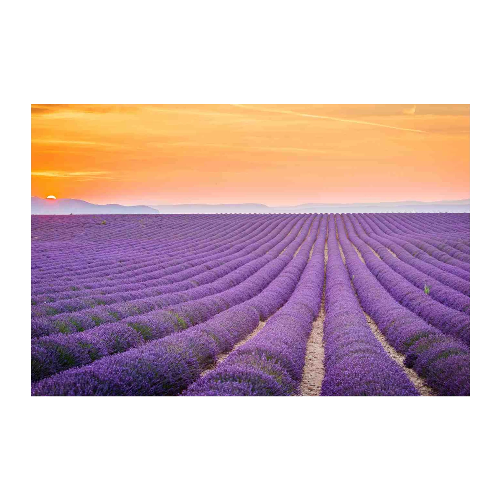 Serene Lavender Field Sunset Wall Art