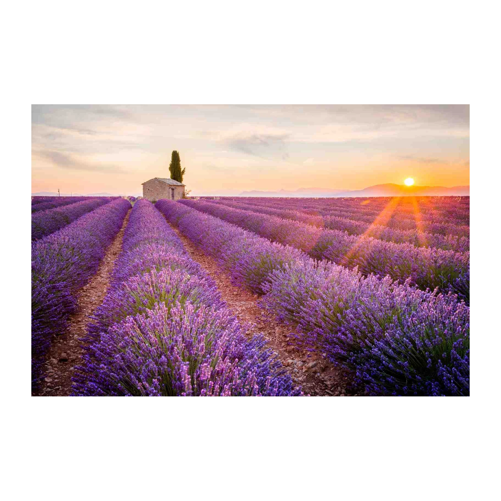 Provence Lavender Field Sunset Wall Art