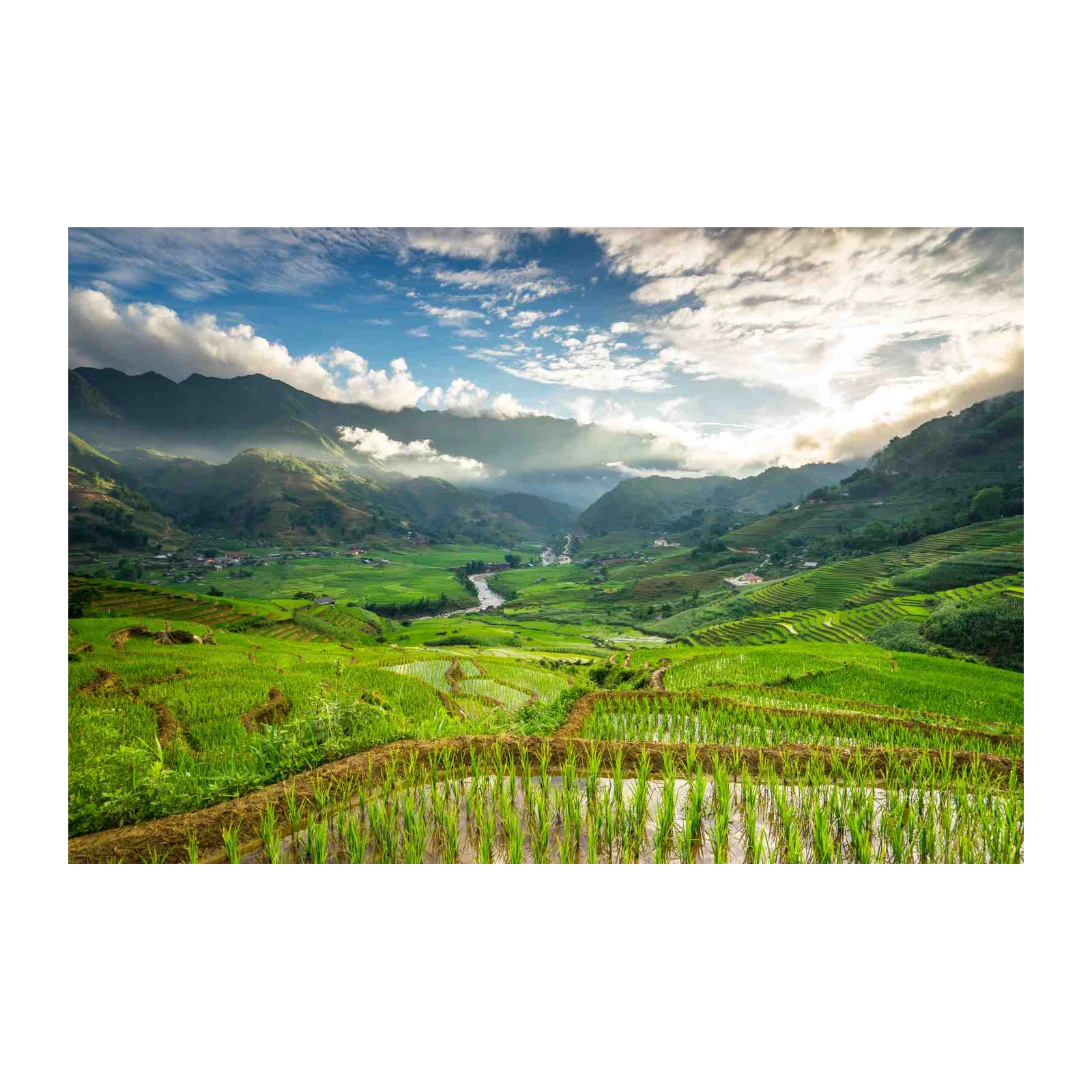 Lush Terraced Rice Fields Landscape Wall Art
