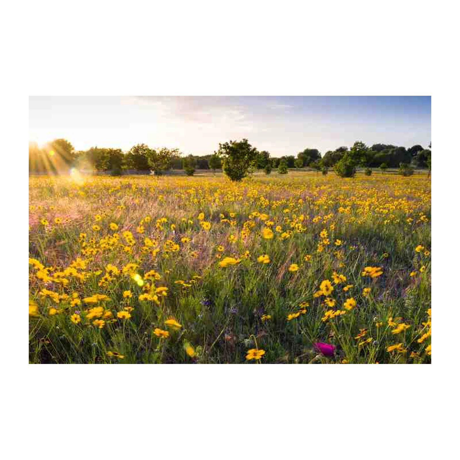 Golden Meadow Sunrise Landscape Wall Art