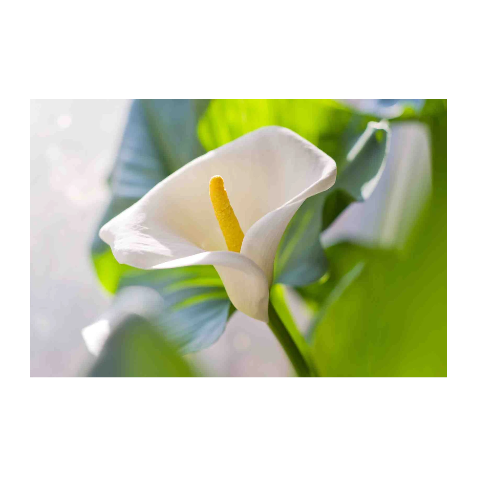 Elegant White Calla Lily Floral Wall Art