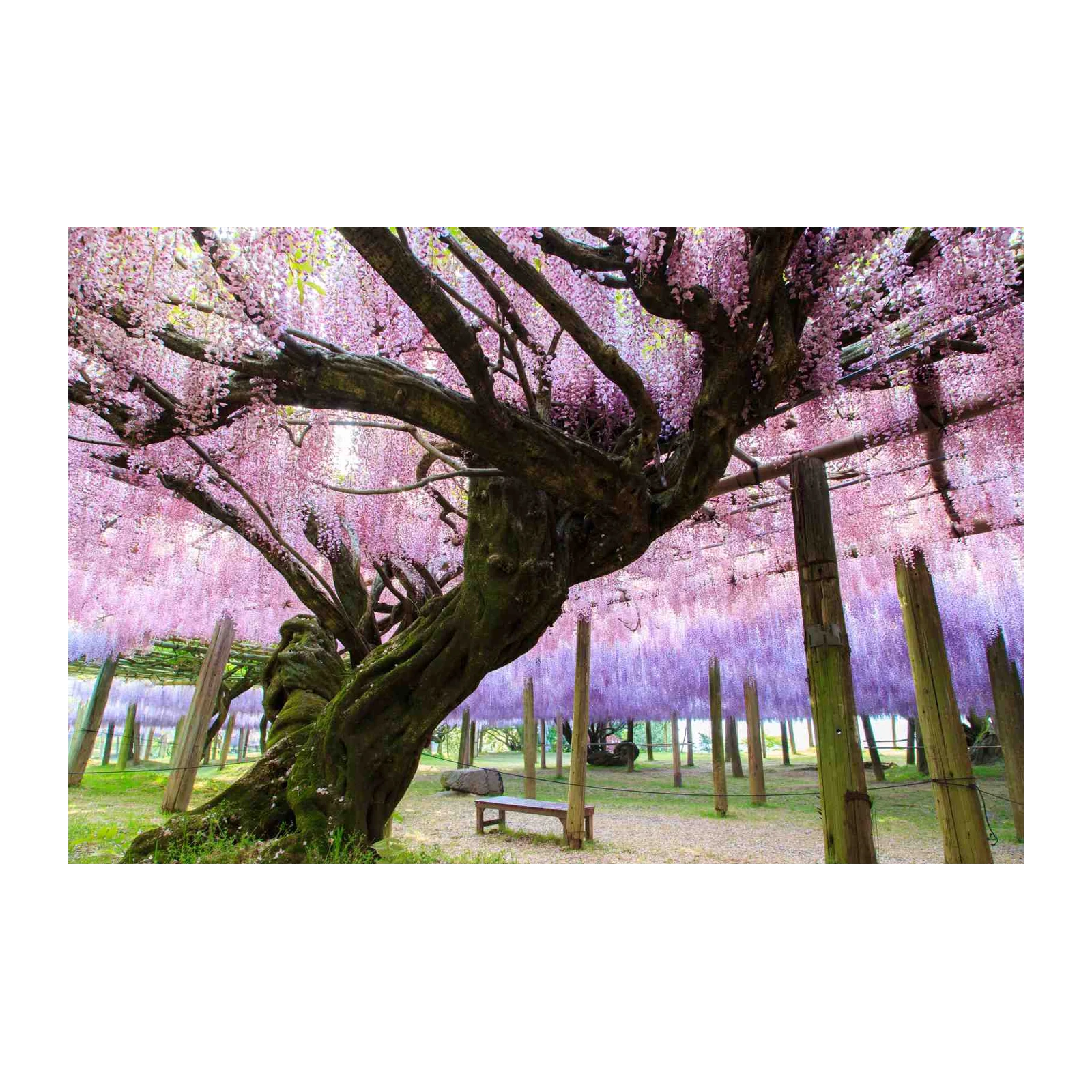 Enchanting Wisteria Garden Wall Art